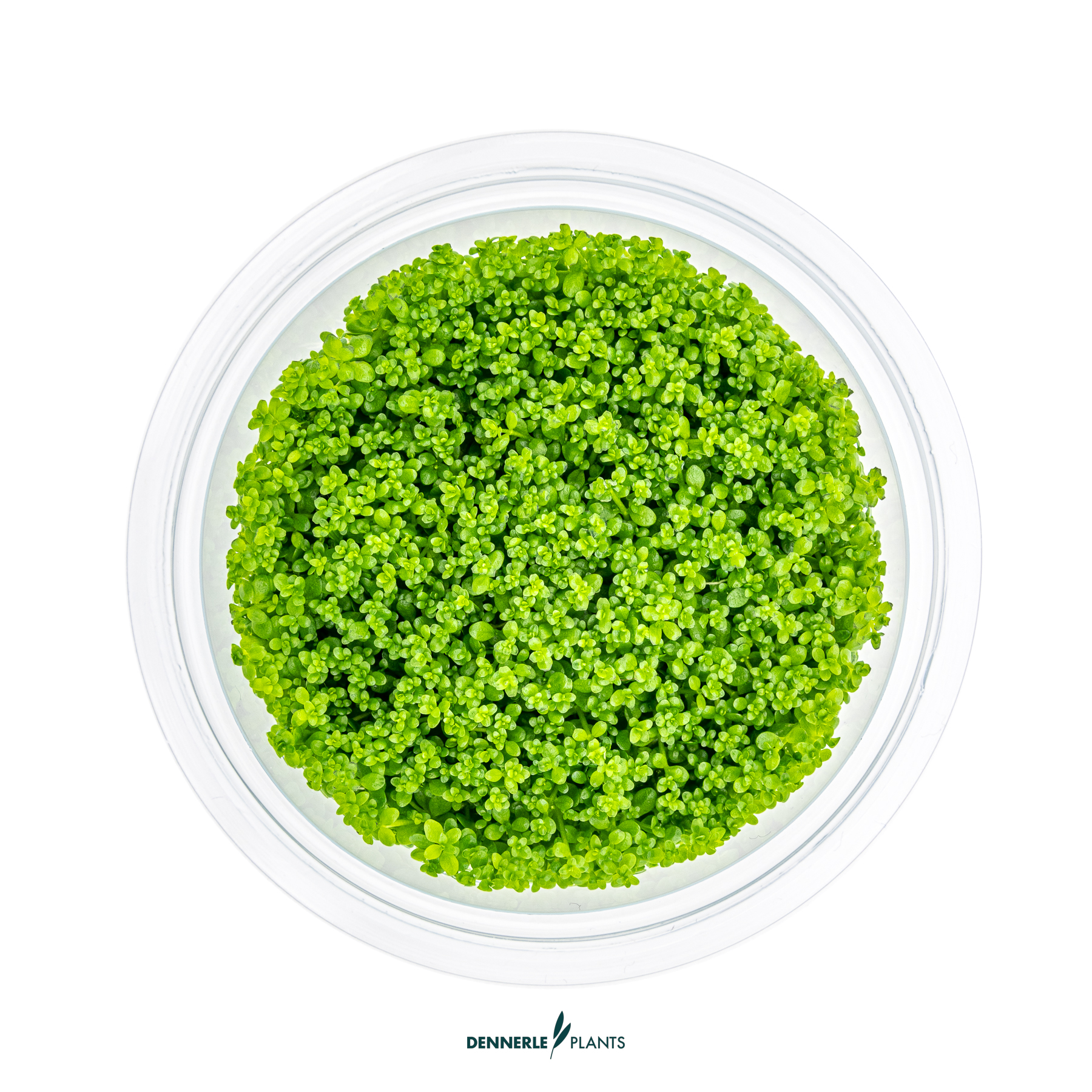 Dennerle Plants Hemianthus Callitrichoides 'Cuba' In-Vitro (Plantit!) - 2