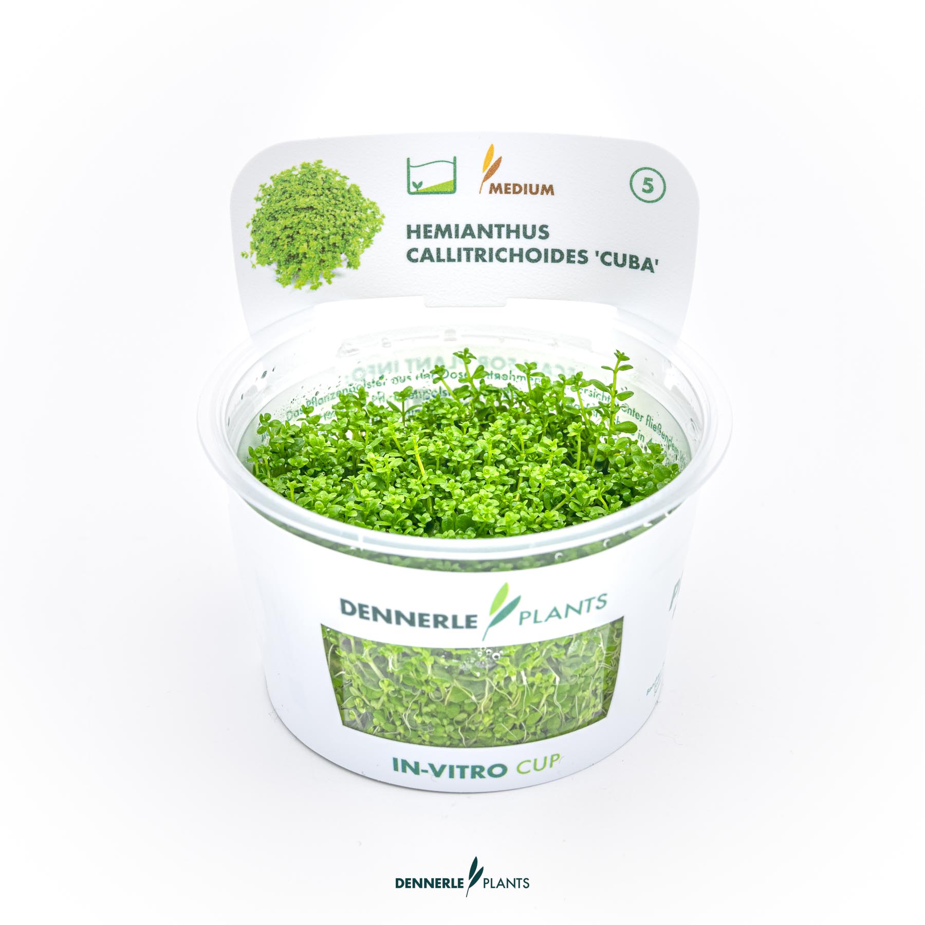 Dennerle Plants Hemianthus Callitrichoides 'Cuba' In-Vitro (Plantit!)