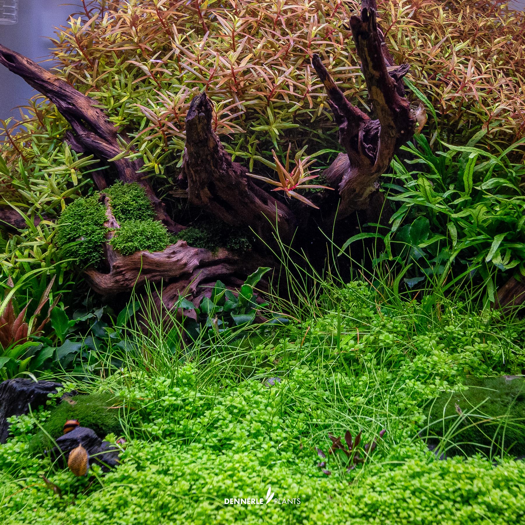 Dennerle Plants Hemianthus Callitrichoides 'Cuba' In-Vitro (Plantit!) - 4