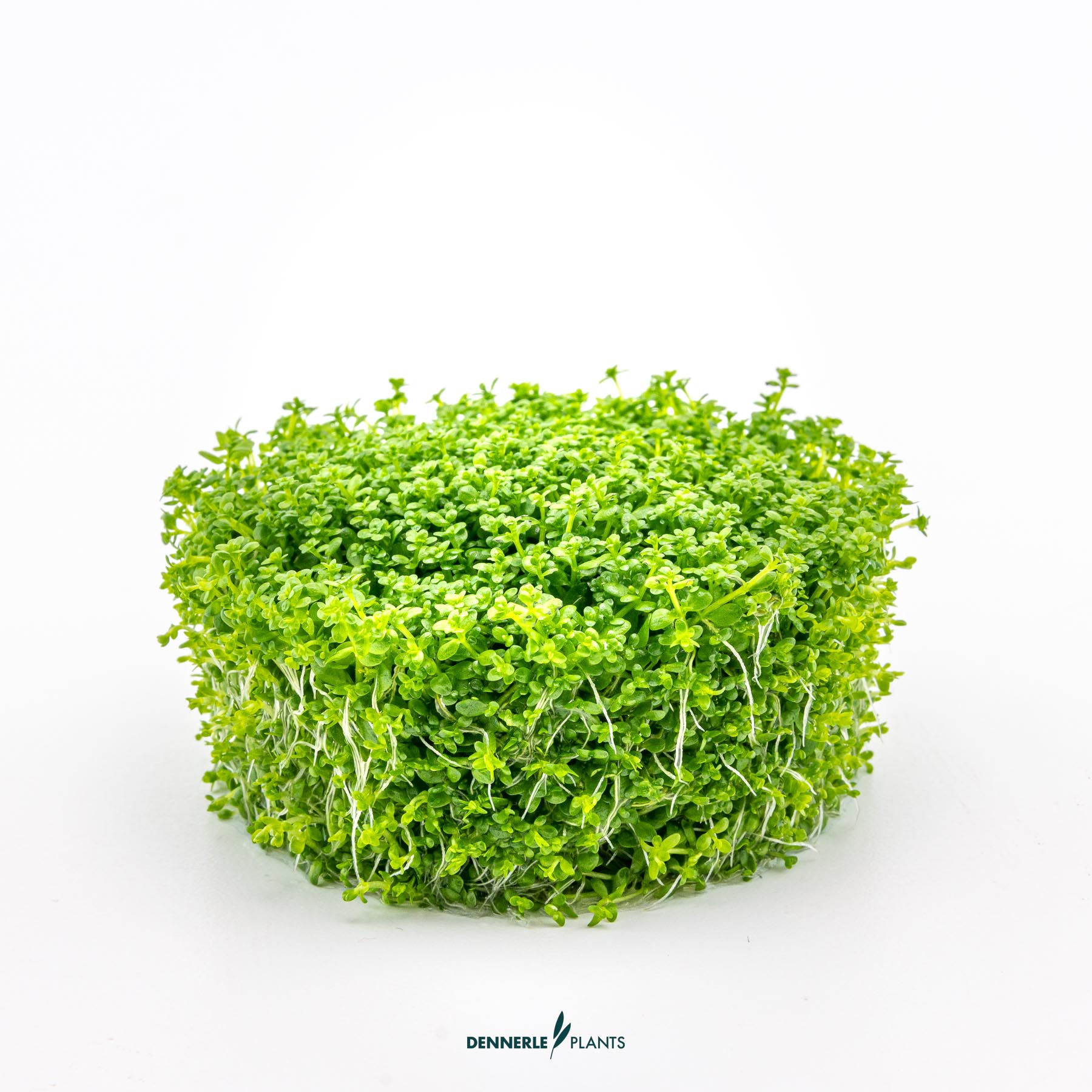 Dennerle Plants Hemianthus Callitrichoides 'Cuba' In-Vitro (Plantit!) - 3