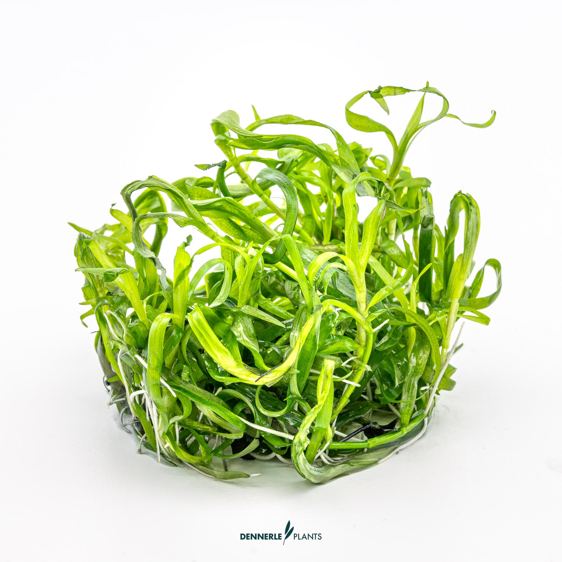 Dennerle Plants Heteranthera Zosterifolia In-Vitro (Plantit!) - 3