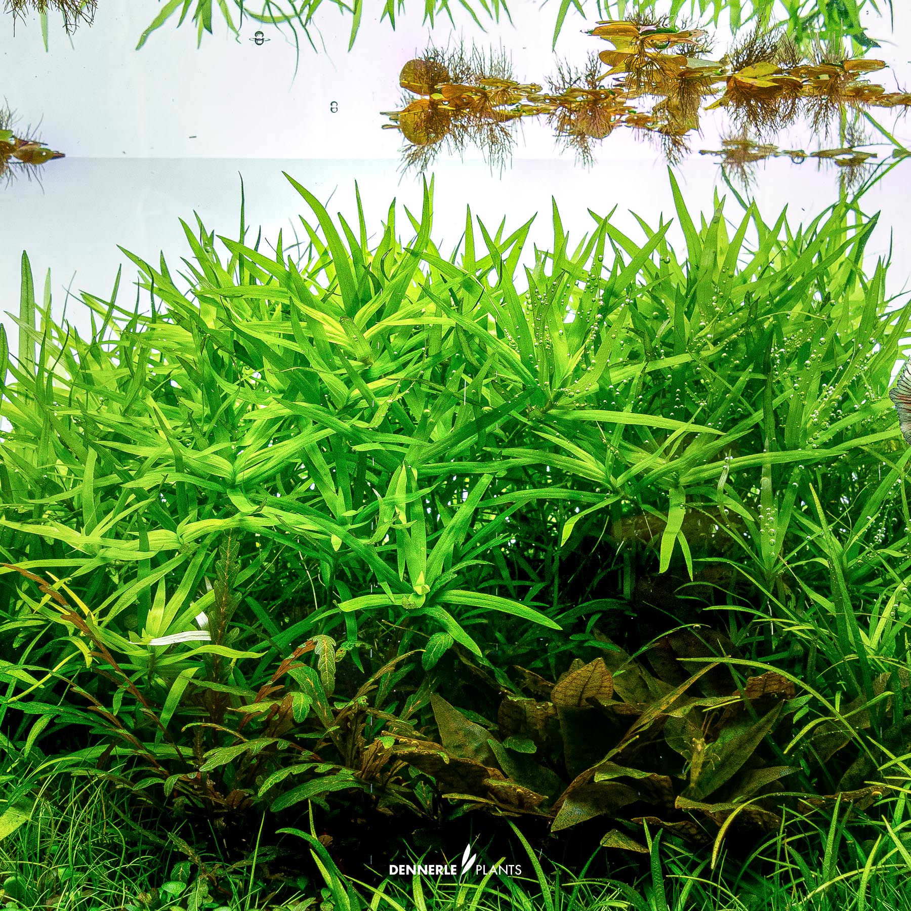 Dennerle Plants Heteranthera Zosterifolia In-Vitro (Plantit!) - 4