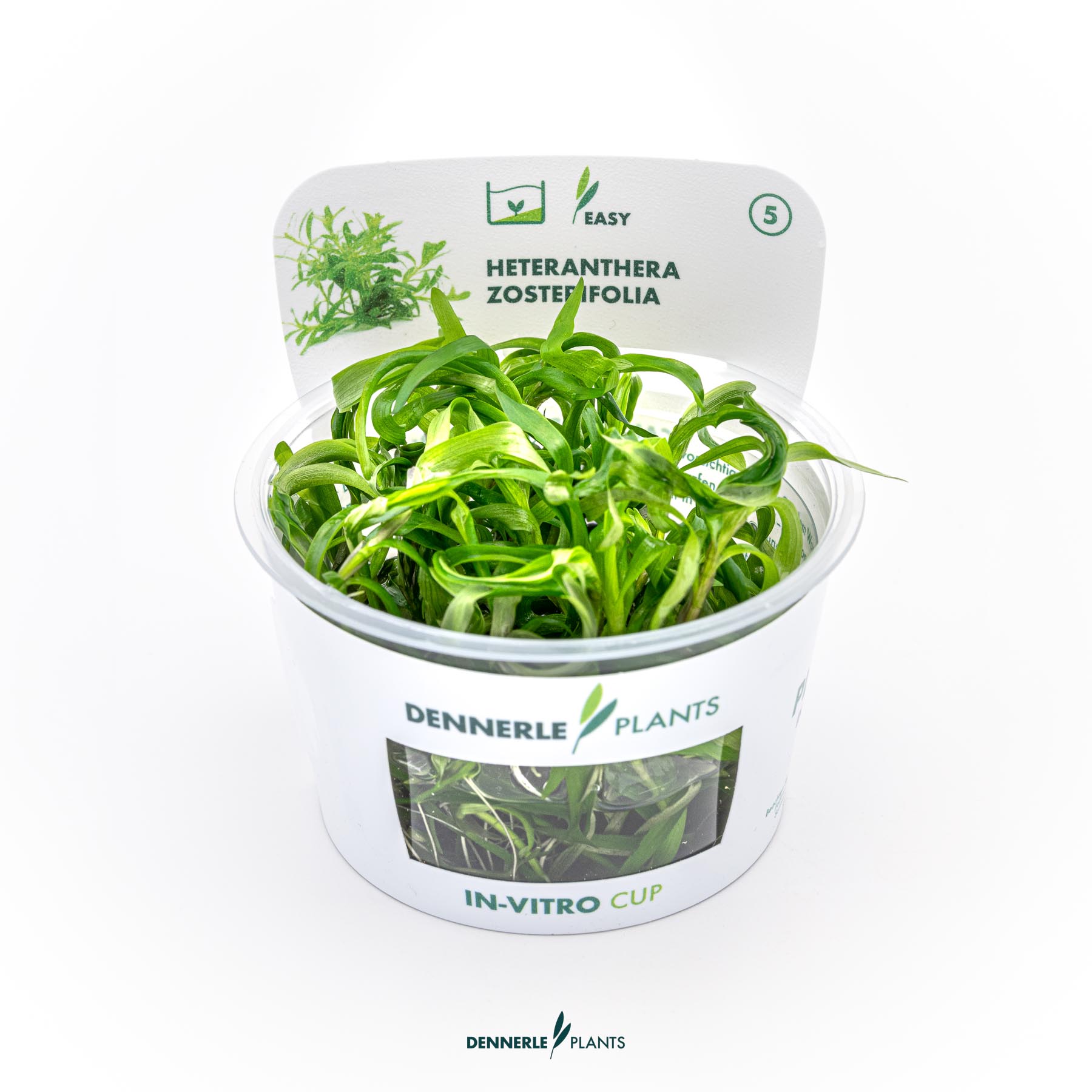 Dennerle Plants Heteranthera Zosterifolia In-Vitro (Plantit!)
