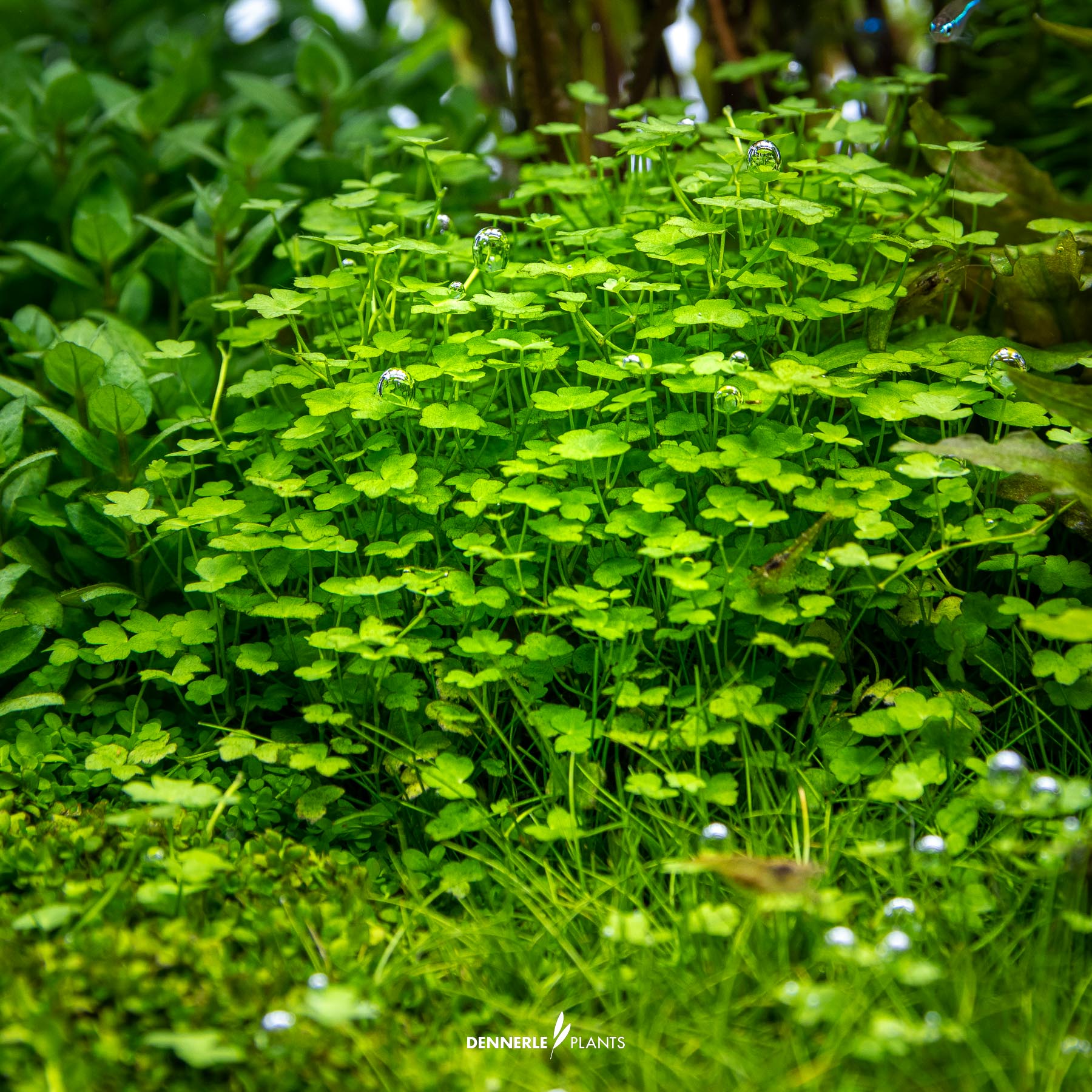 Dennerle Plants Hydrocotyle Tripartita 'Mini' In-Vitro (Plantit!) - 4
