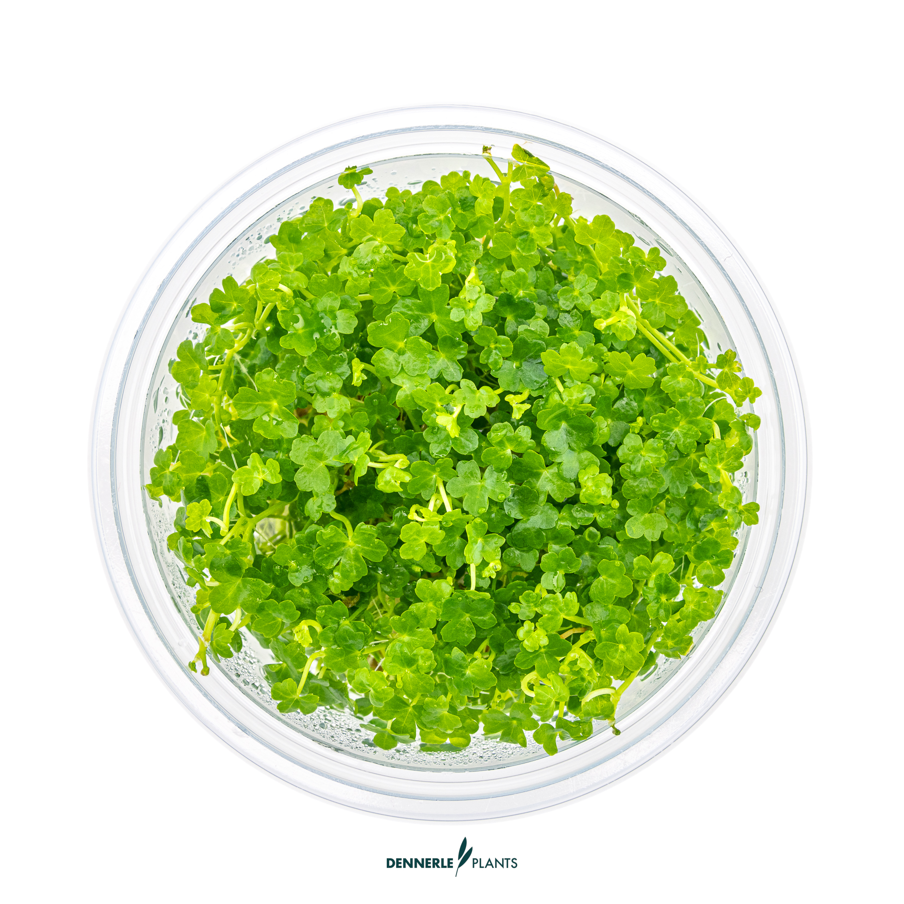 Dennerle Plants Hydrocotyle Tripartita 'Mini' In-Vitro (Plantit!) - 2