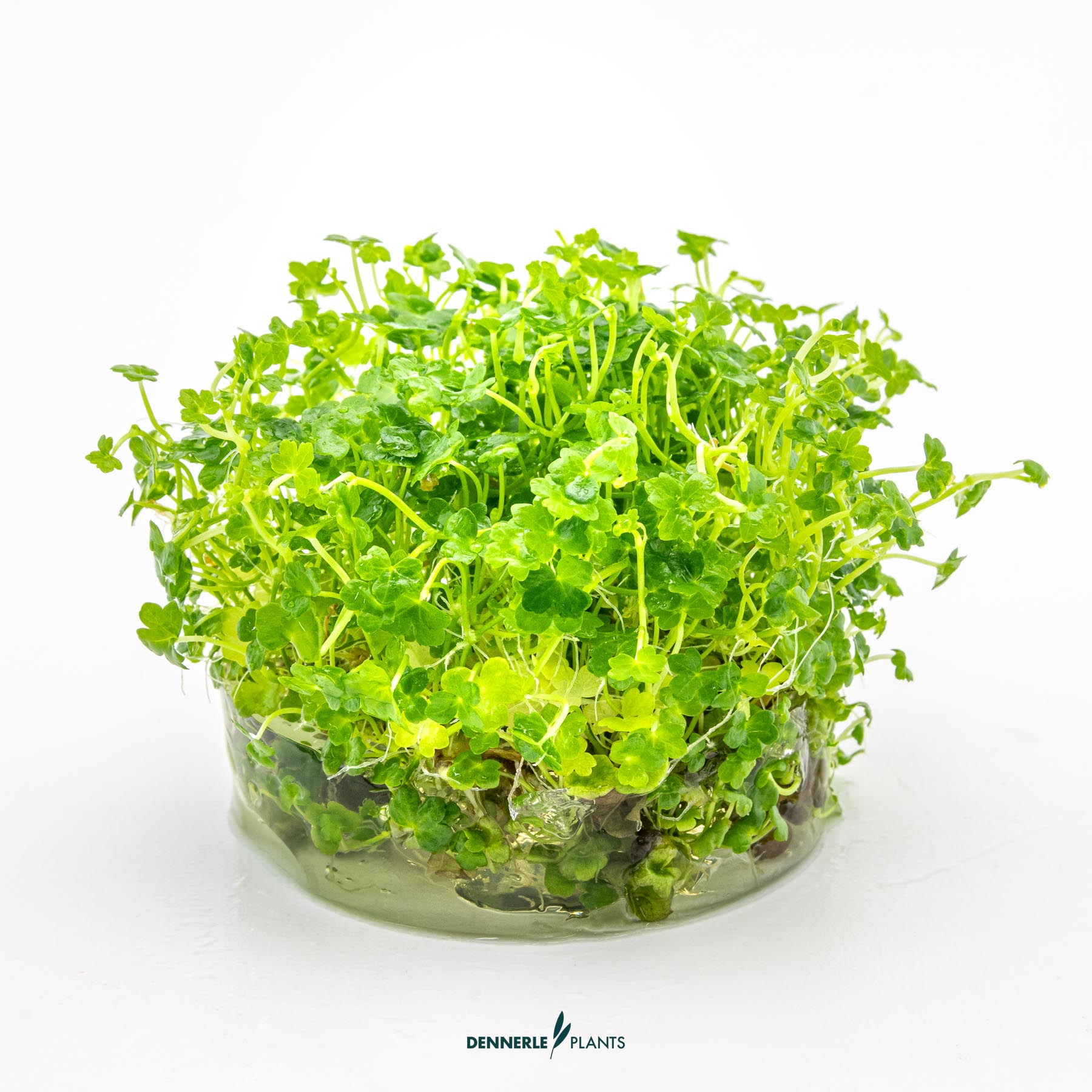 Dennerle Plants Hydrocotyle Tripartita 'Mini' In-Vitro (Plantit!) - 3