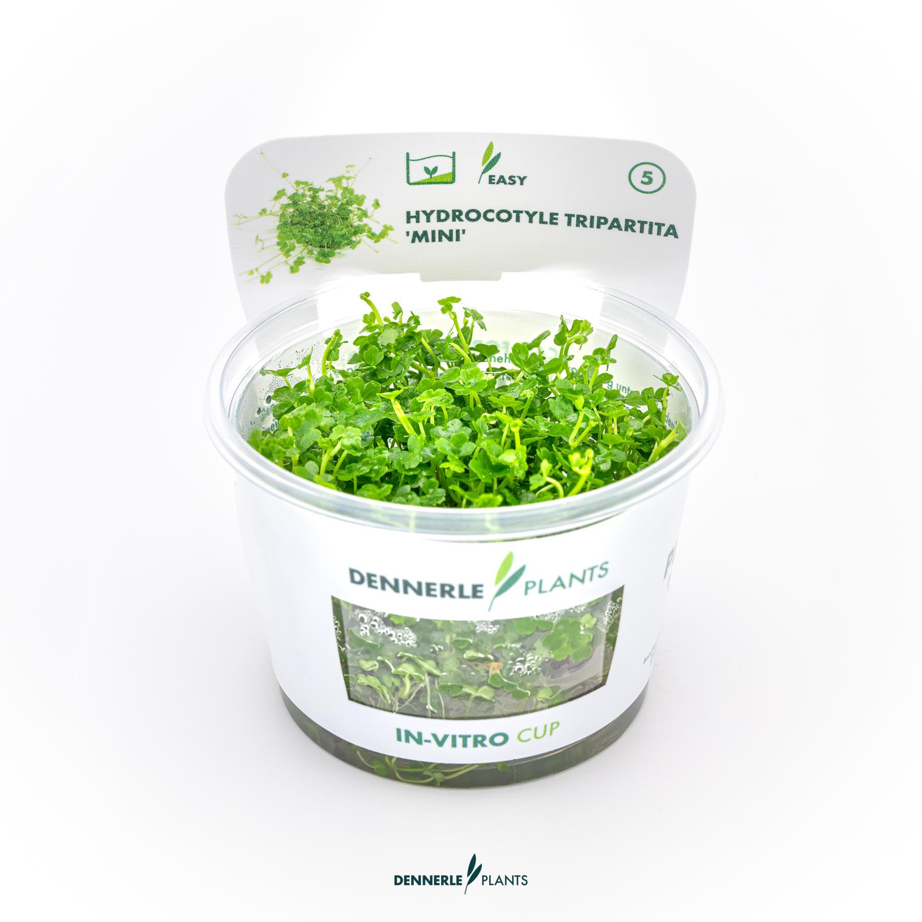 Dennerle Plants Hydrocotyle Tripartita 'Mini' In-Vitro (Plantit!)