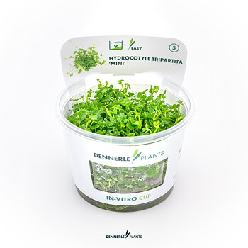 Dennerle Plants Hydrocotyle Tripartita 'Mini' In-Vitro (Plantit!)
