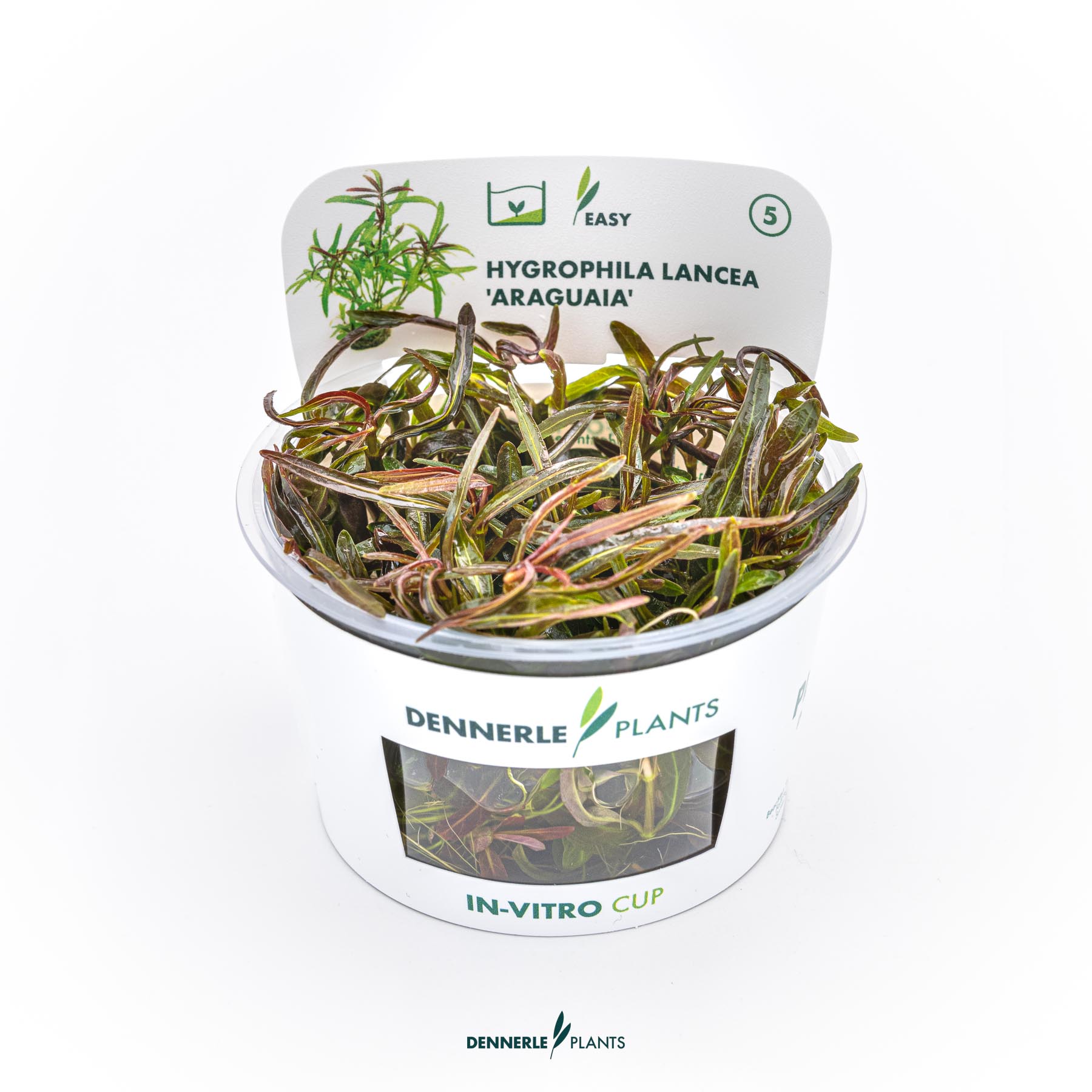 Dennerle Plants Hygrophila Lancea 'Araguaia' In-Vitro (Plantit!)