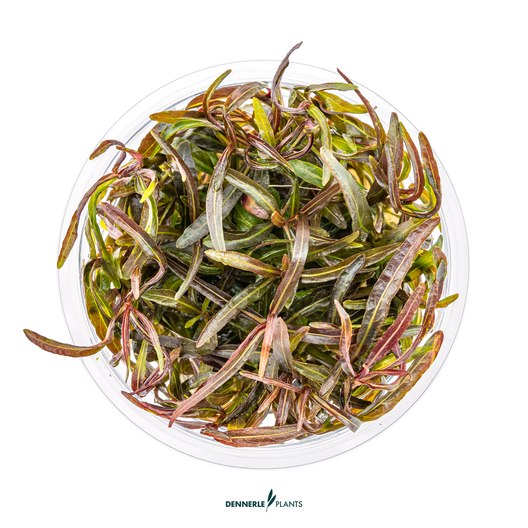 Dennerle Plants Hygrophila Lancea 'Araguaia' In-Vitro (Plantit!) - 2