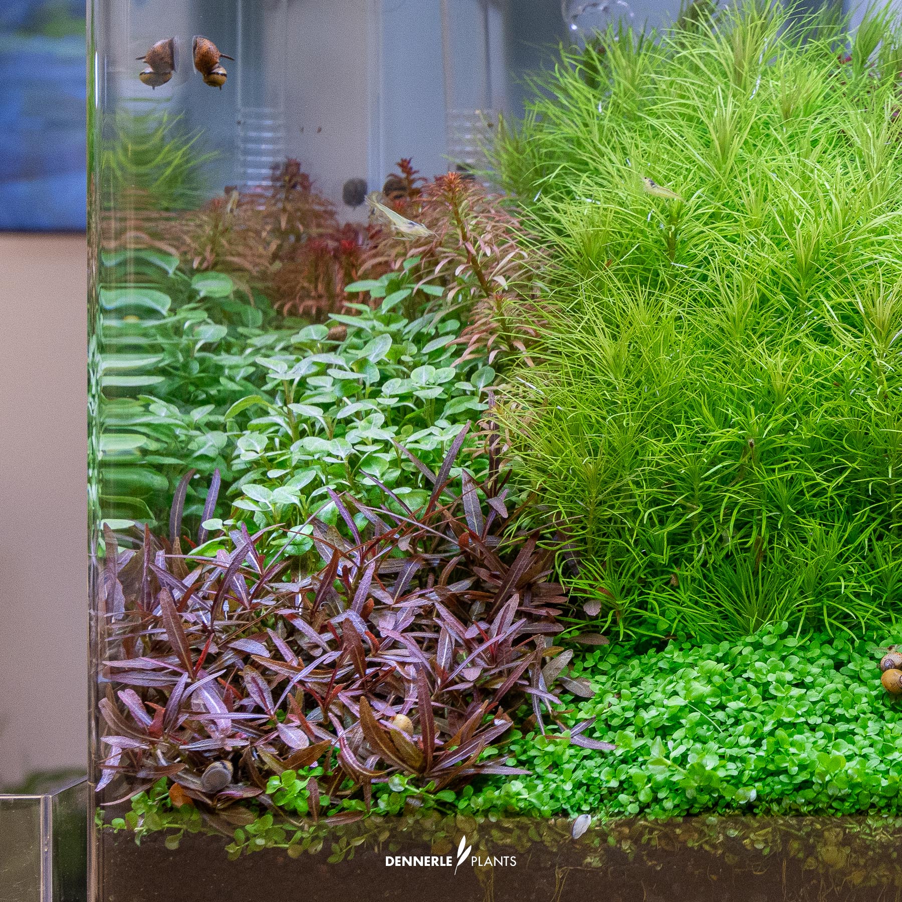Dennerle Plants Hygrophila Lancea 'Araguaia' In-Vitro (Plantit!) - 4