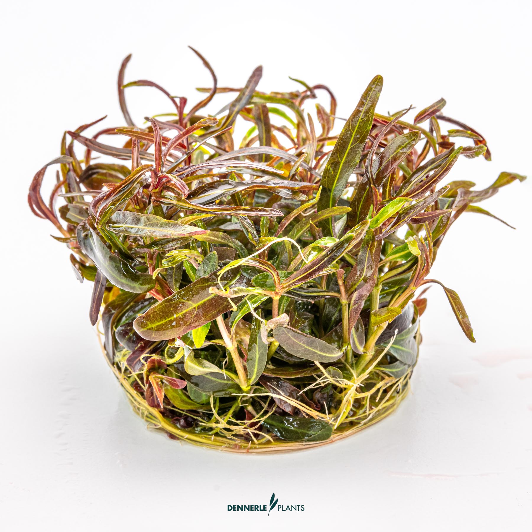 Dennerle Plants Hygrophila Lancea 'Araguaia' In-Vitro (Plantit!) - 3