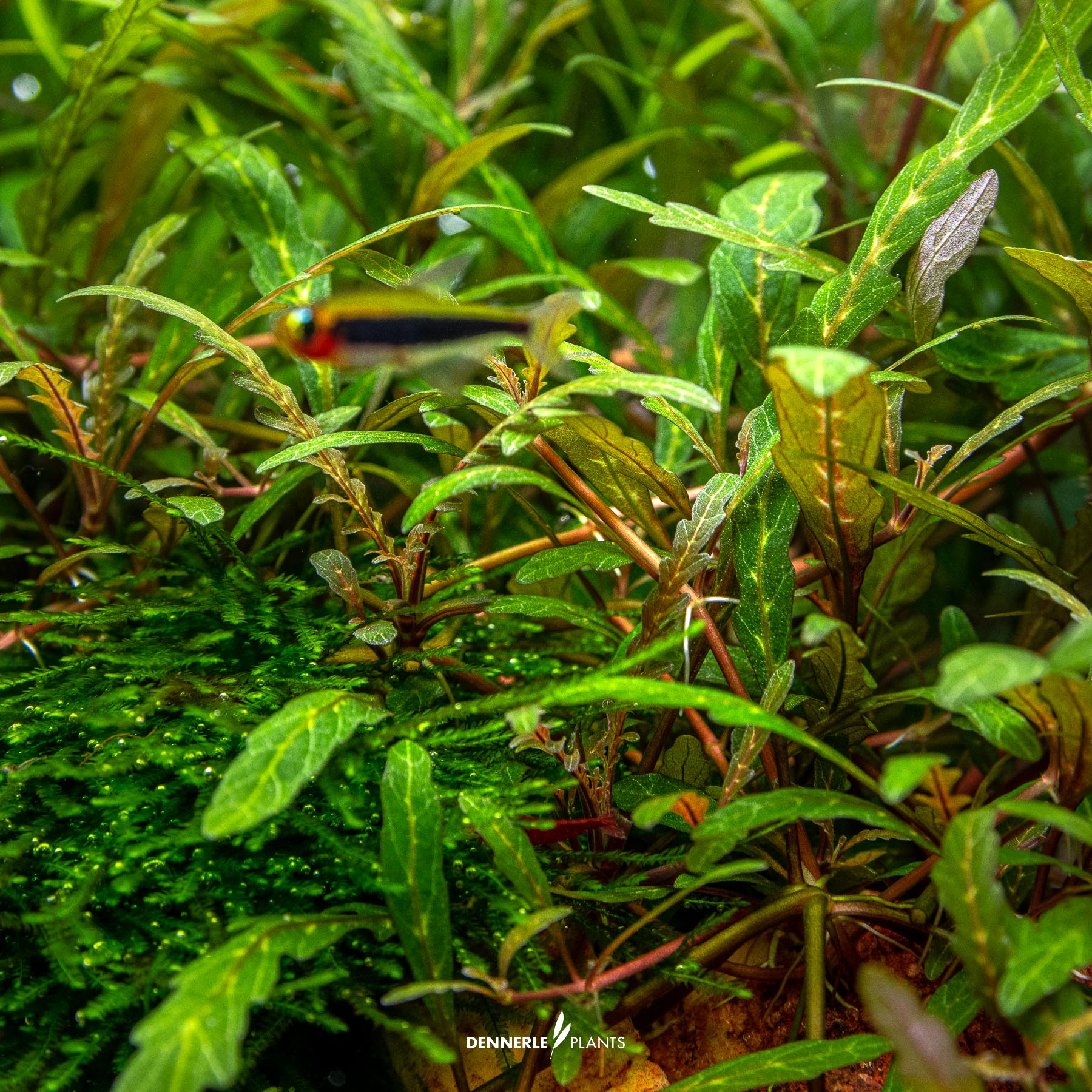 Dennerle Plants Hygrophila Pinnatifida In-Vitro (Plantit!) - 4
