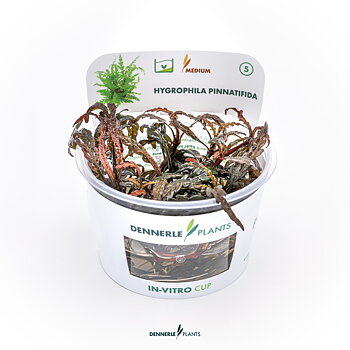 Dennerle Plants Hygrophila Pinnatifida In-Vitro (Plantit!)