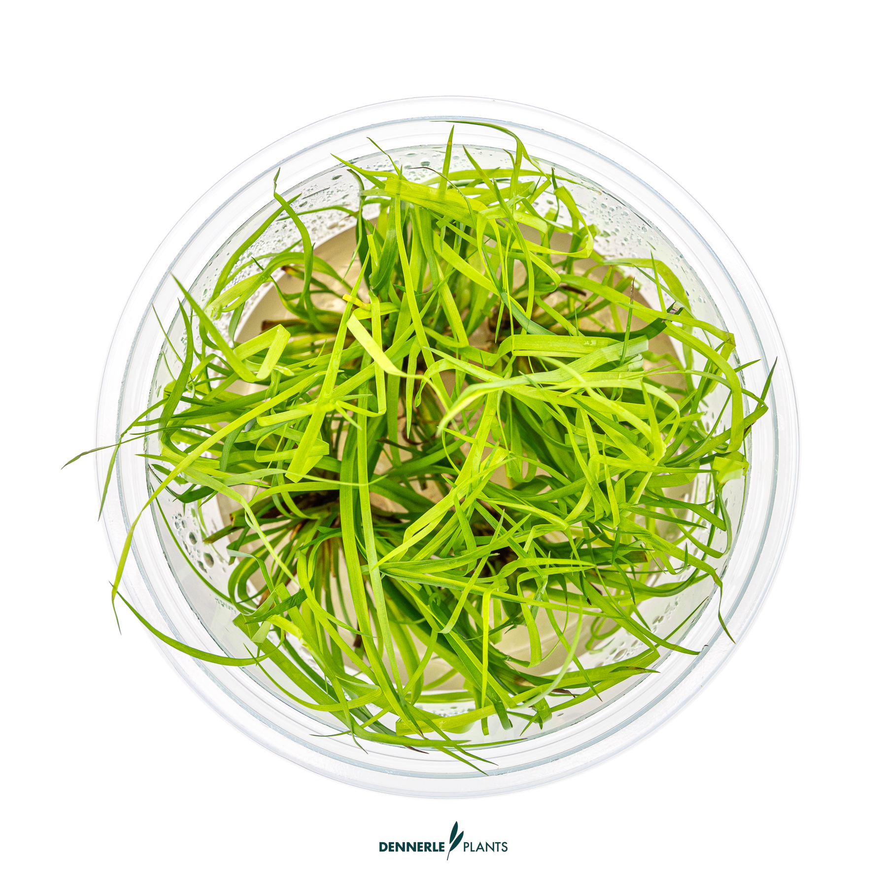 Dennerle Plants Juncus Repens In-Vitro (Plantit!) - 2