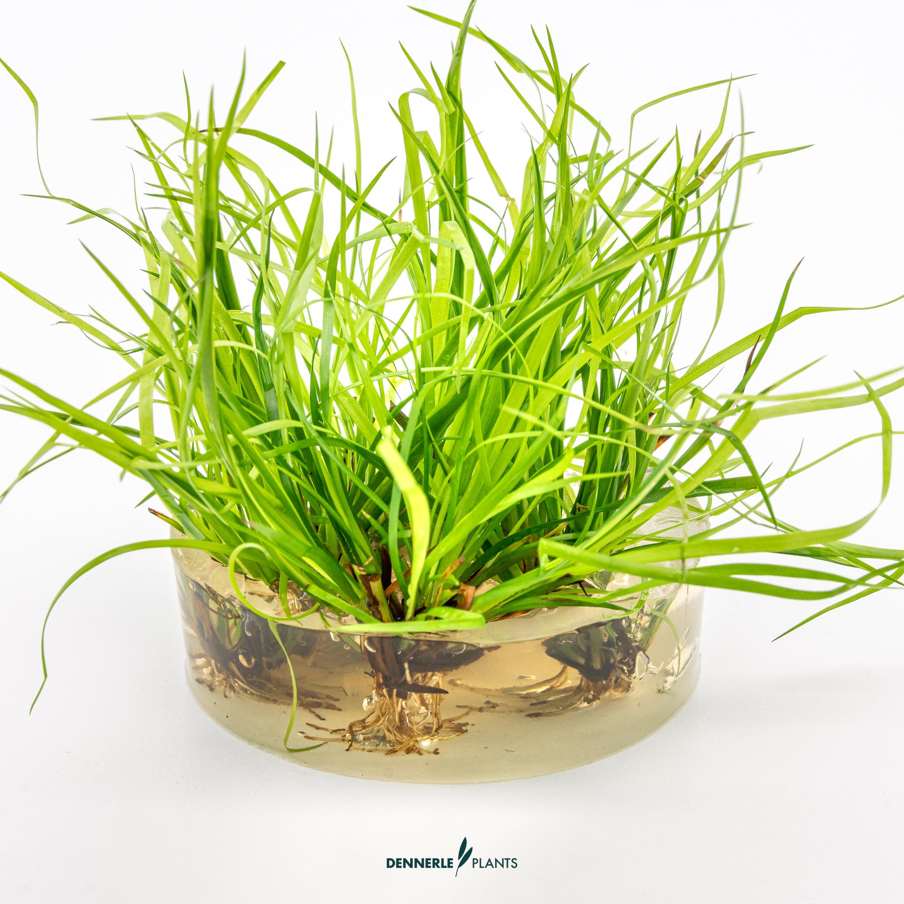 Dennerle Plants Juncus Repens In-Vitro (Plantit!) - 3