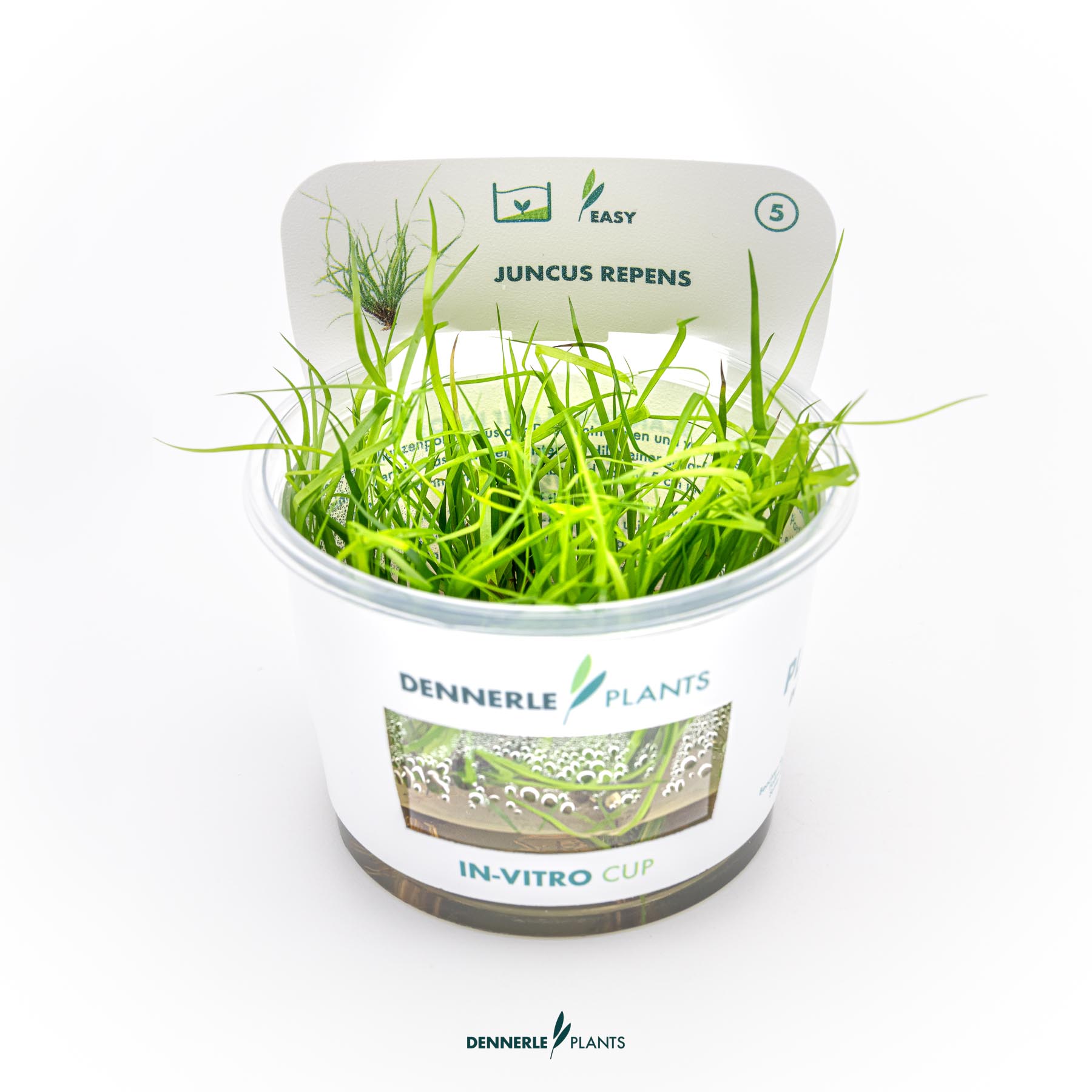 Dennerle Plants Juncus Repens In-Vitro (Plantit!)