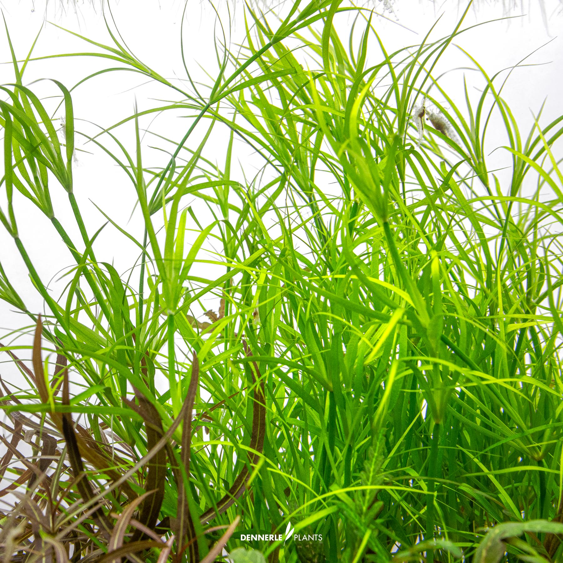 Dennerle Plants Juncus Repens In-Vitro (Plantit!) - 4