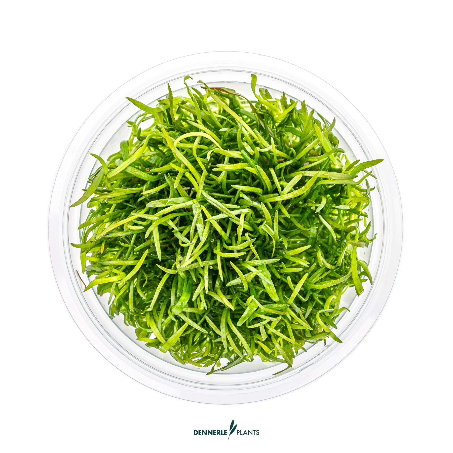 Dennerle Plants Lilaeopsis Brasiliensis In-Vitro (Plantit!) - 2