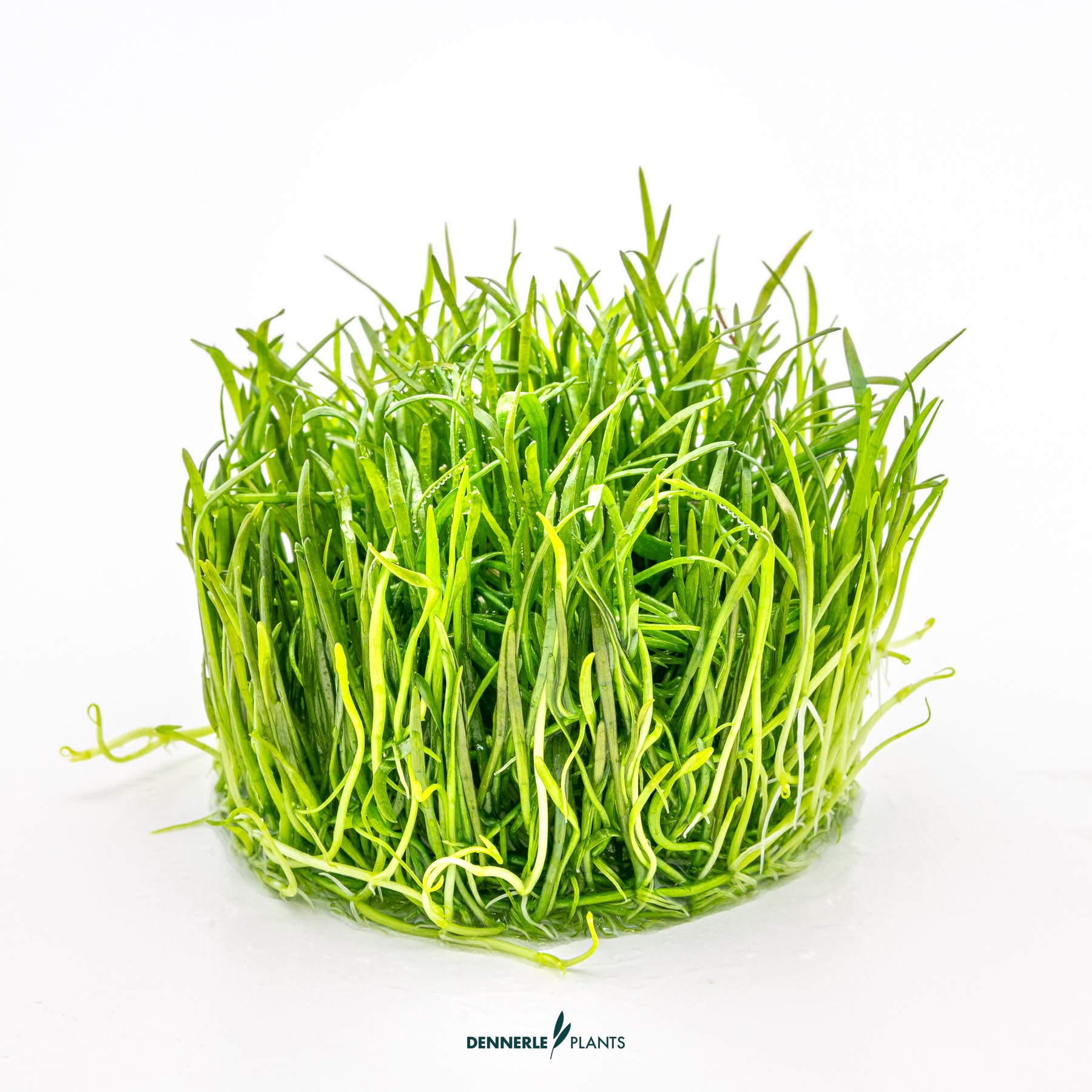 Dennerle Plants Lilaeopsis Brasiliensis In-Vitro (Plantit!) - 3