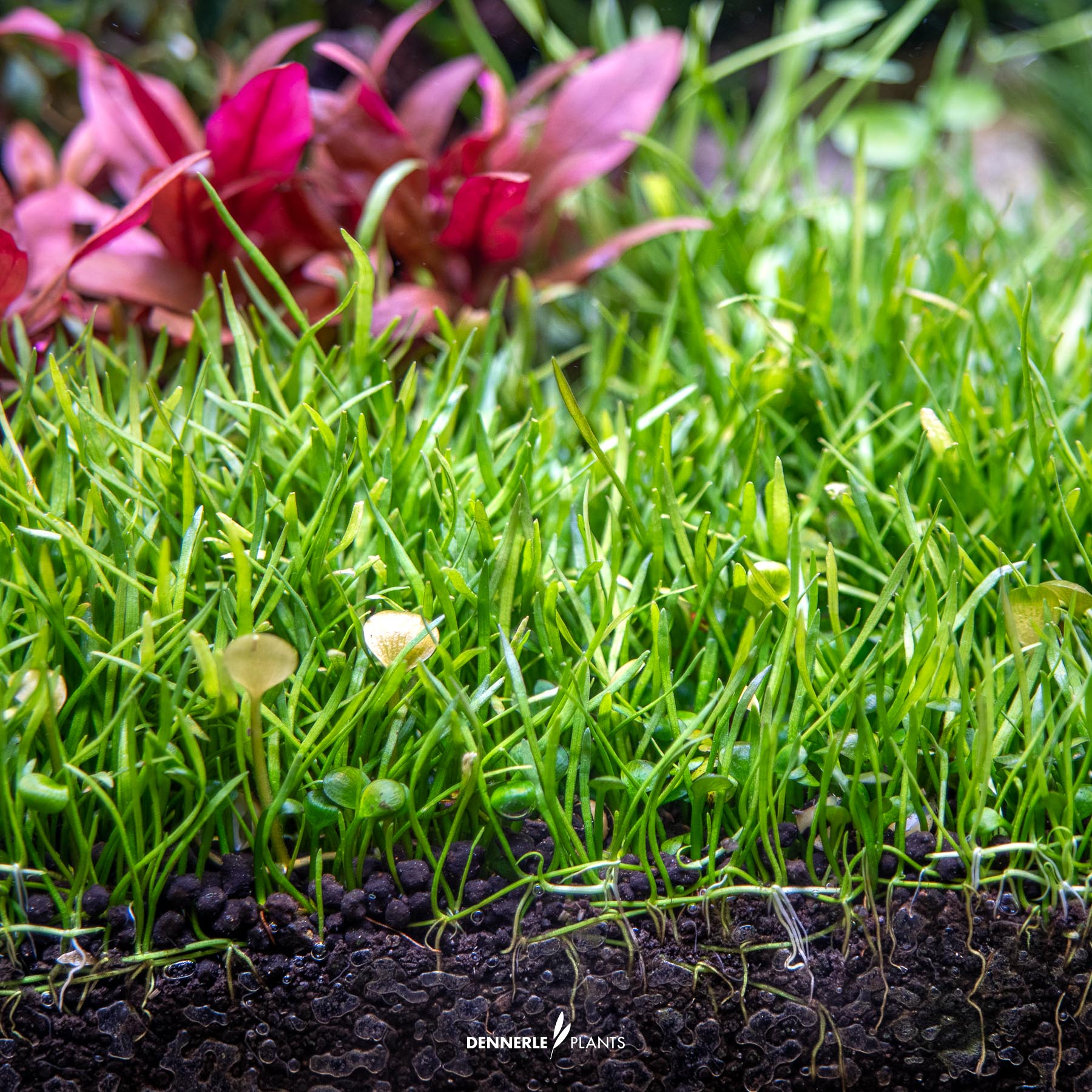 Dennerle Plants Lilaeopsis Brasiliensis In-Vitro (Plantit!) - 4
