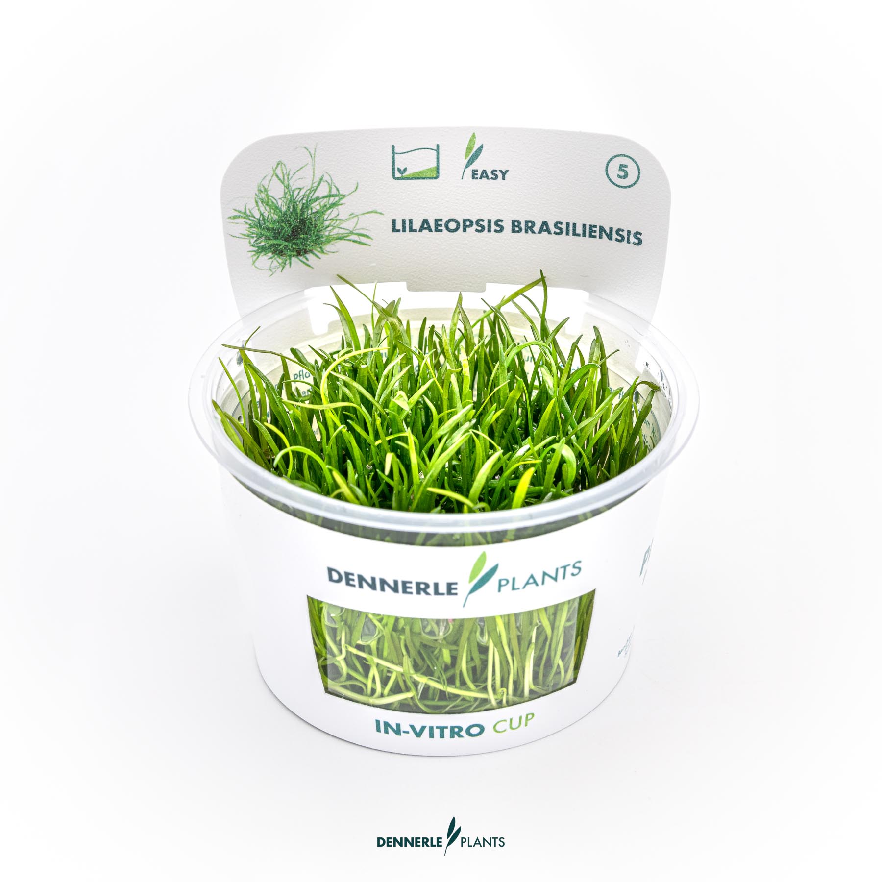 Dennerle Plants Lilaeopsis Brasiliensis In-Vitro (Plantit!)