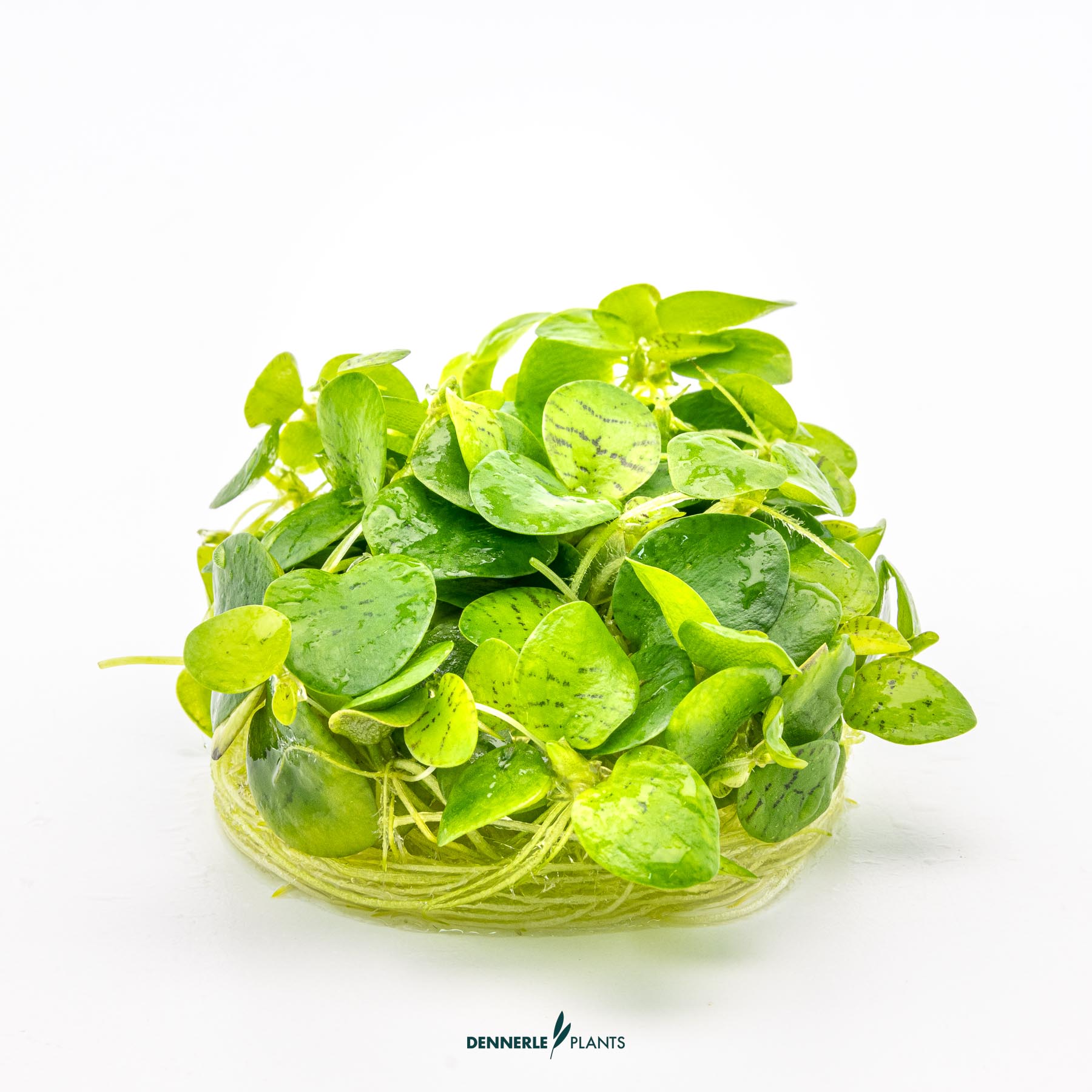Dennerle Plants Limnobium Laevigatum In-Vitro (Plantit!) - 3