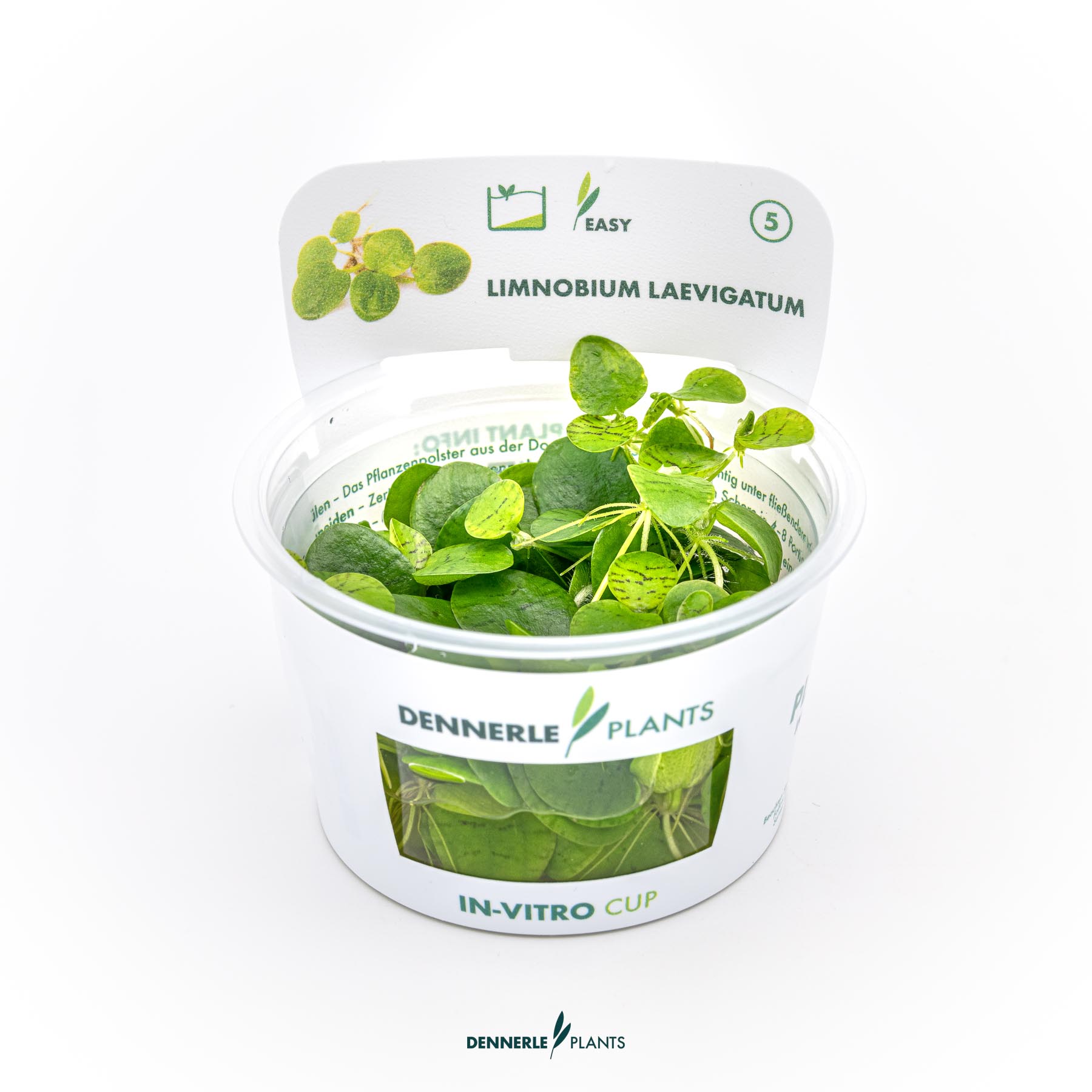 Dennerle Plants Limnobium Laevigatum In-Vitro (Plantit!)