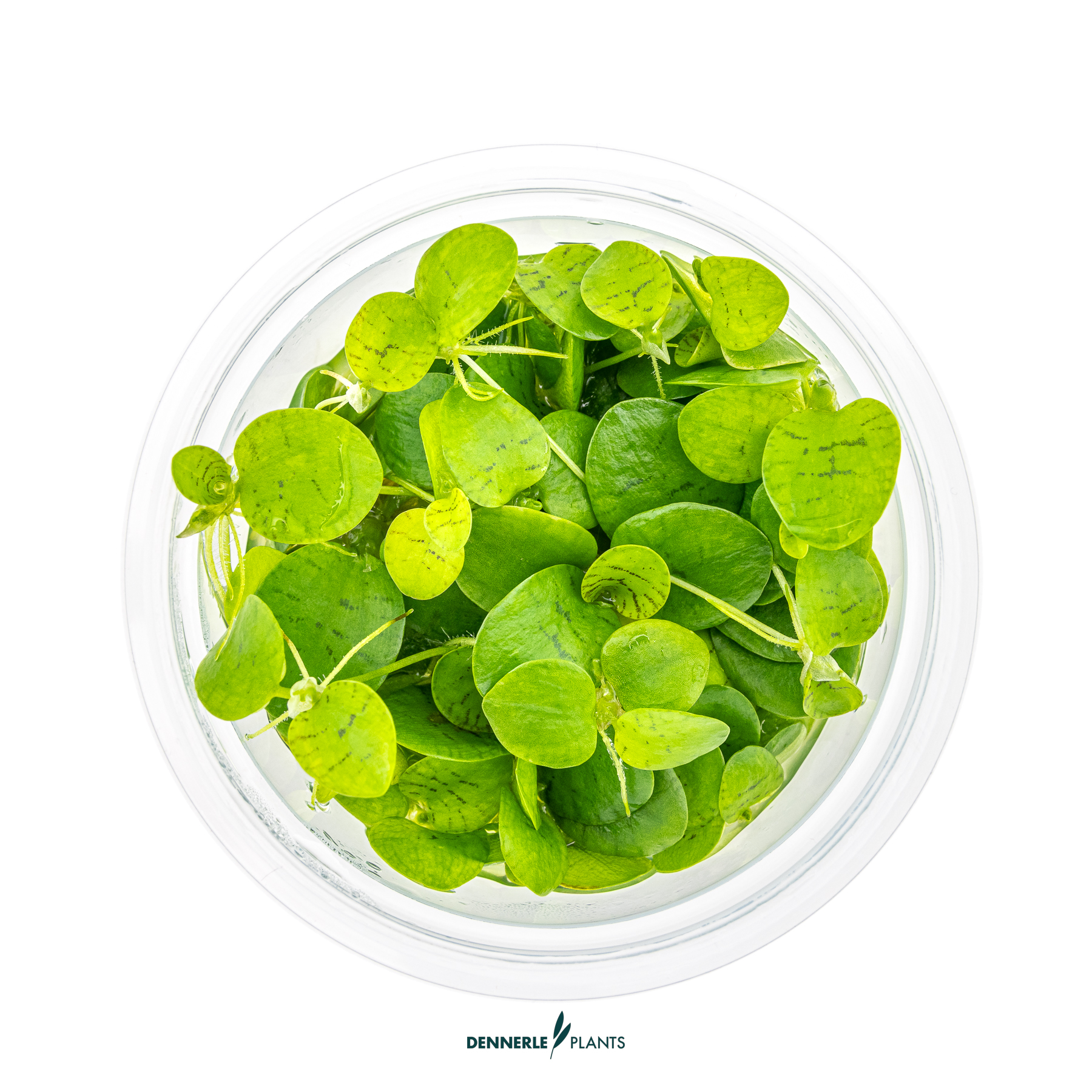 Dennerle Plants Limnobium Laevigatum In-Vitro (Plantit!) - 2