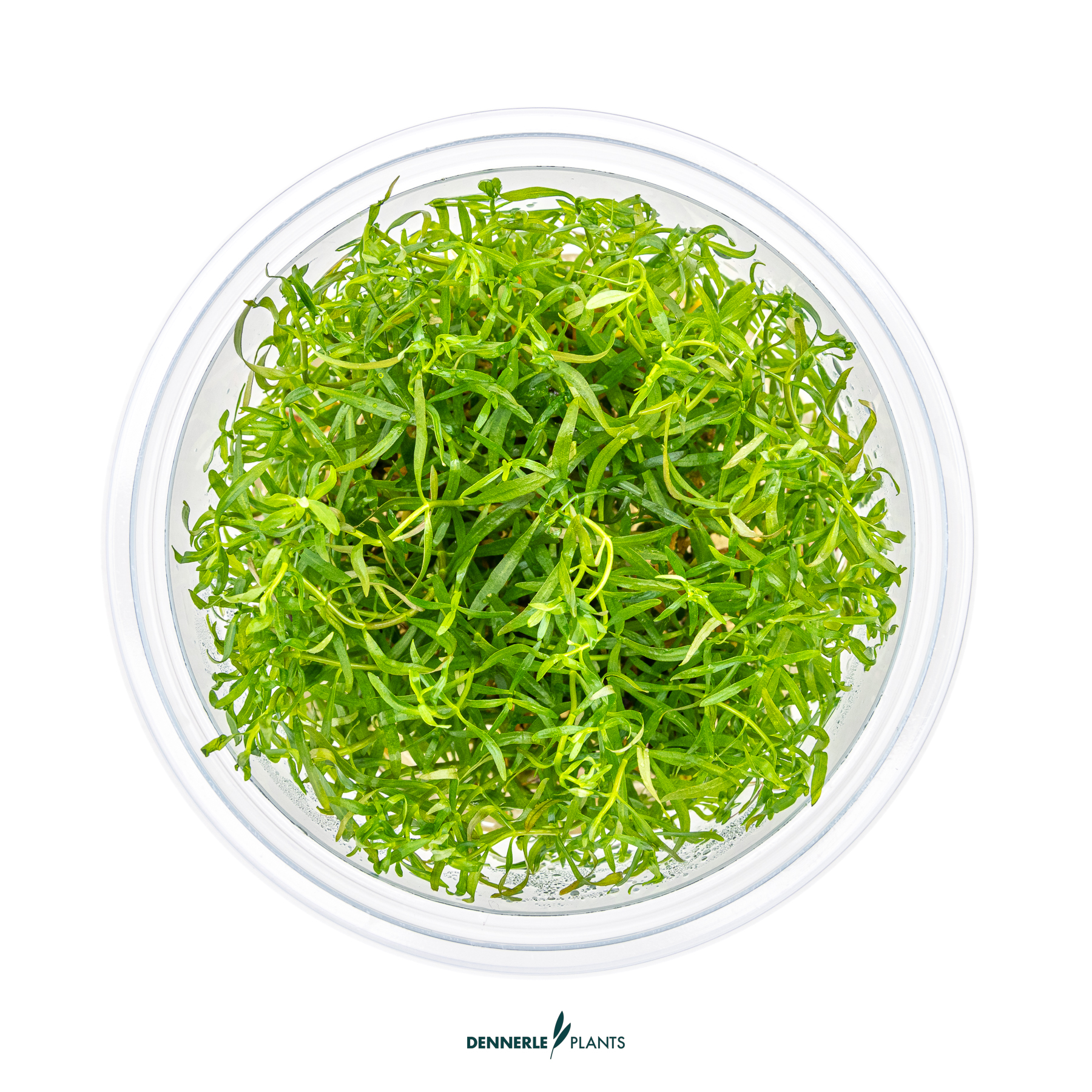 Dennerle Plants Ludwigia Arcuata In-Vitro (Plantit!) - 2