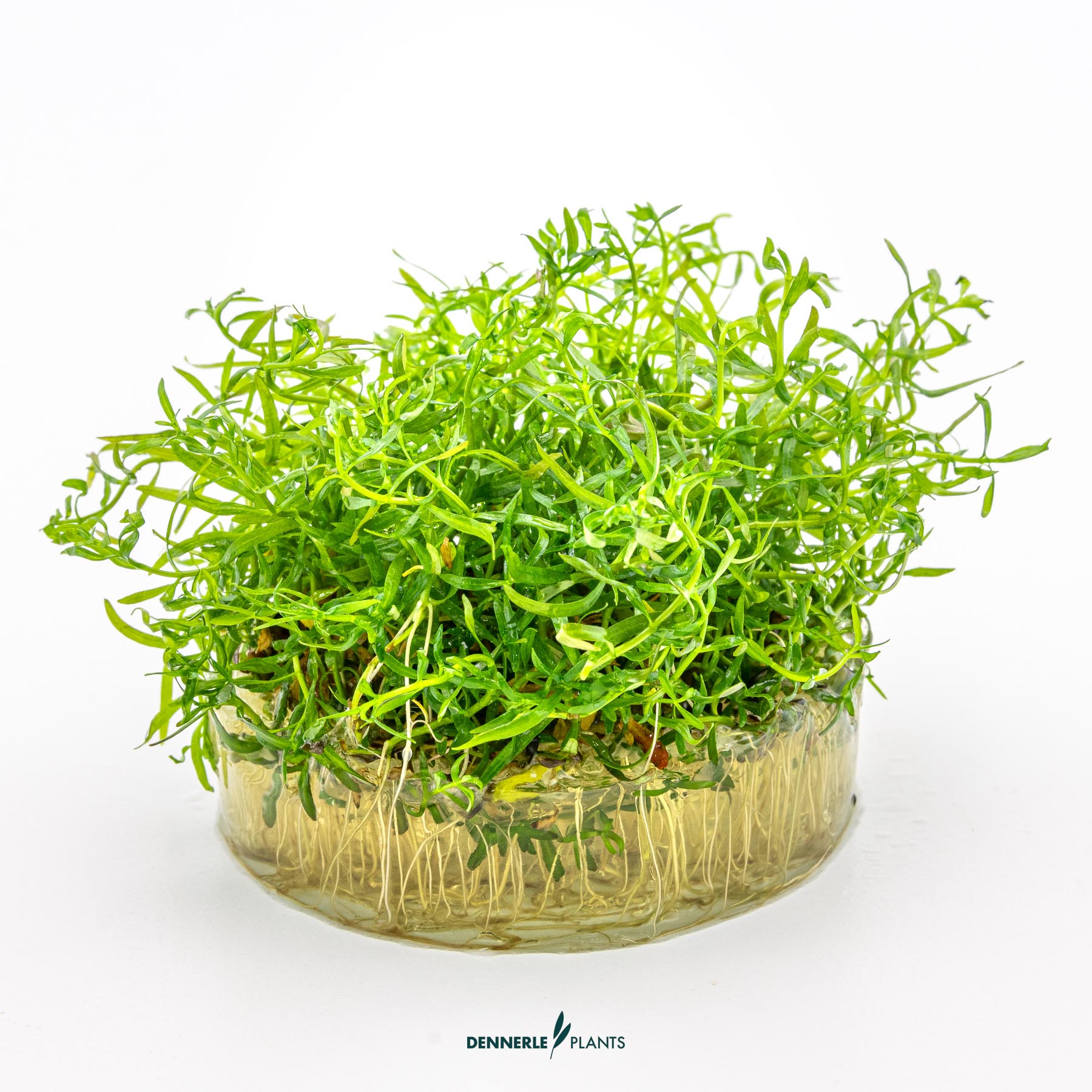 Dennerle Plants Ludwigia Arcuata In-Vitro (Plantit!) - 3