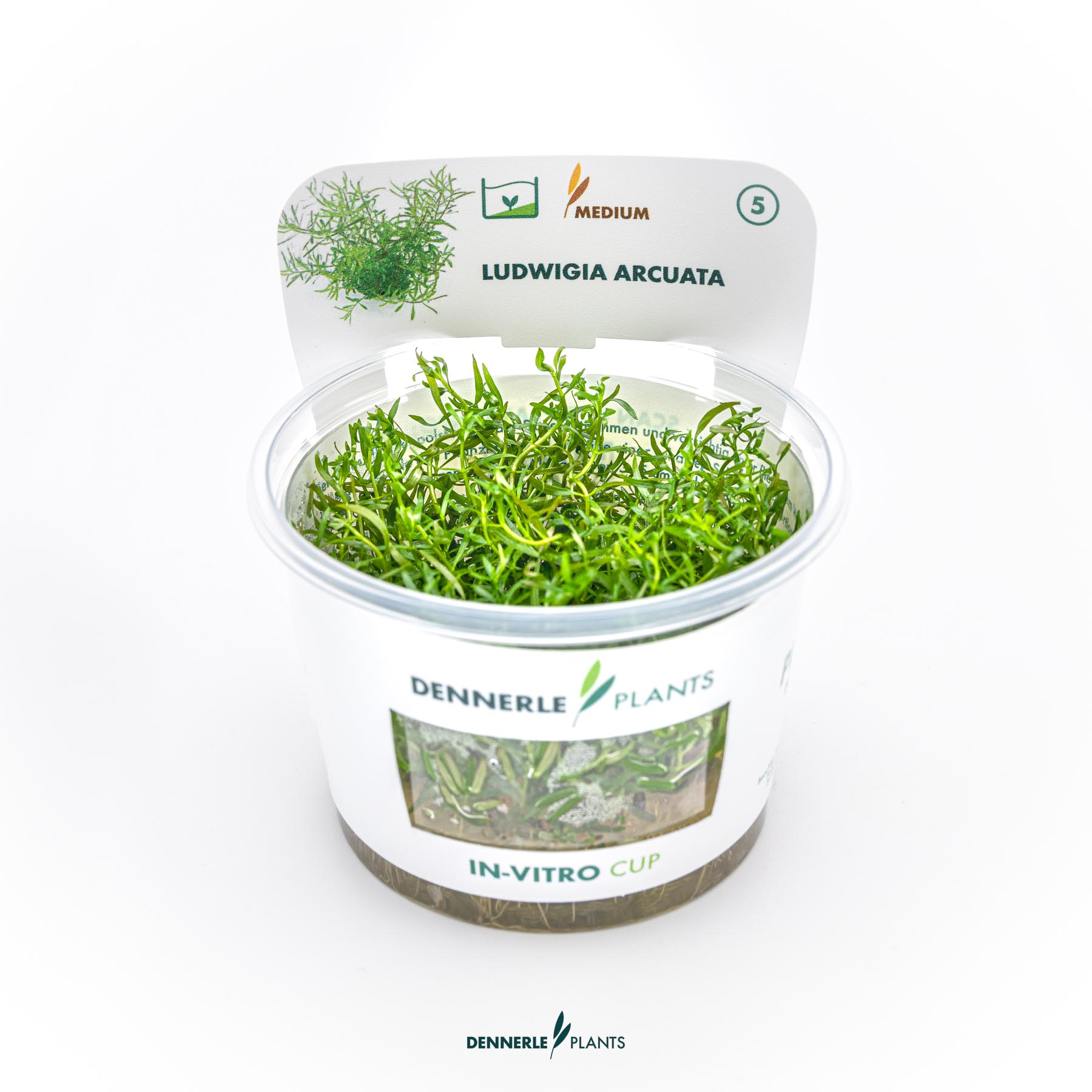 Dennerle Plants Ludwigia Arcuata In-Vitro (Plantit!)