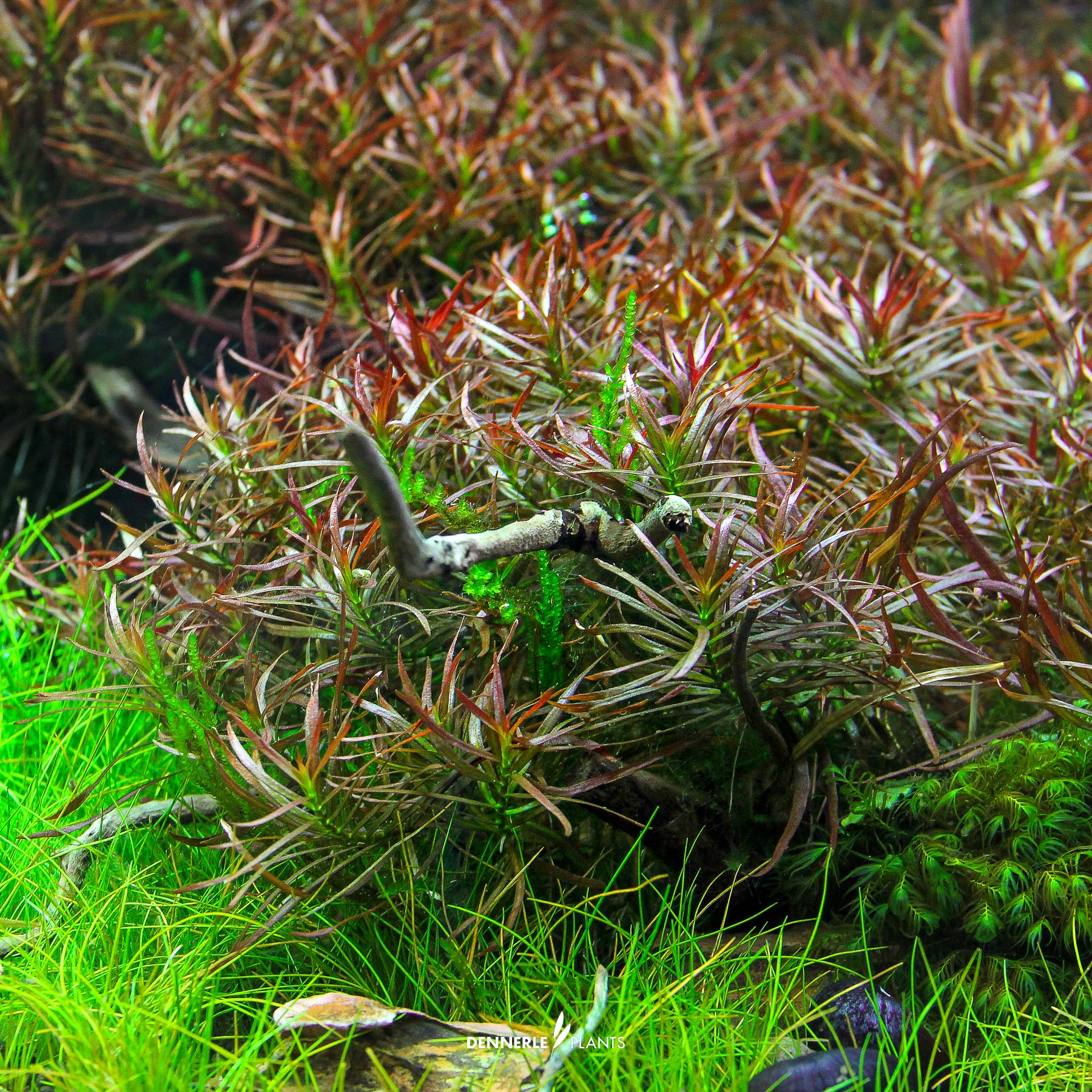 Dennerle Plants Ludwigia Arcuata In-Vitro (Plantit!) - 4