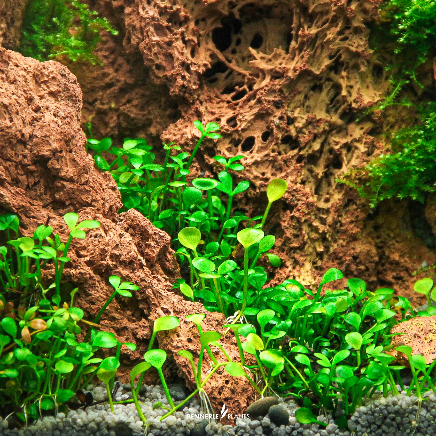 Dennerle Plants Marsilea Hirsuta In-Vitro (Plantit!) - 4