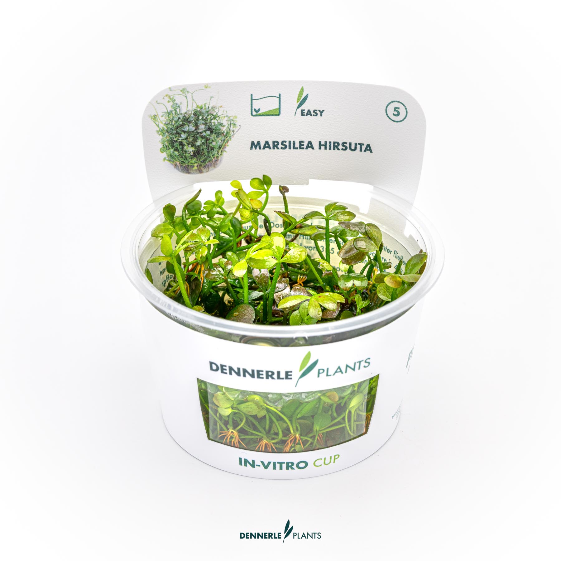 Dennerle Plants Marsilea Hirsuta In-Vitro (Plantit!)