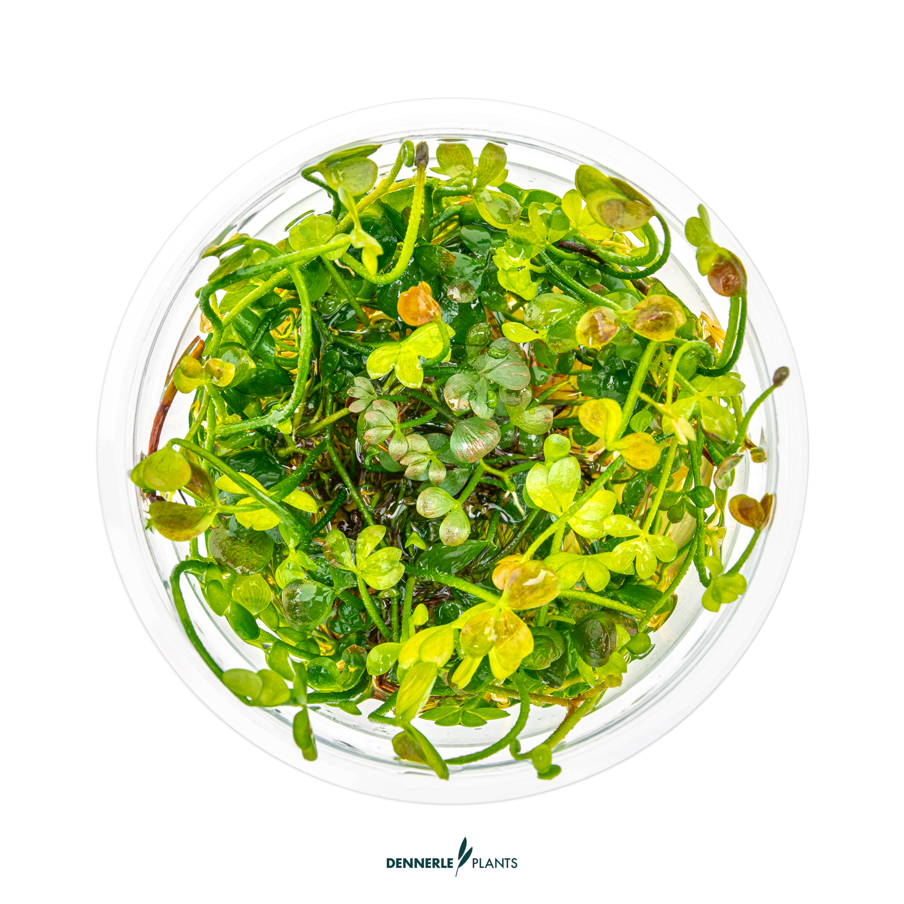 Dennerle Plants Marsilea Hirsuta In-Vitro (Plantit!) - 2