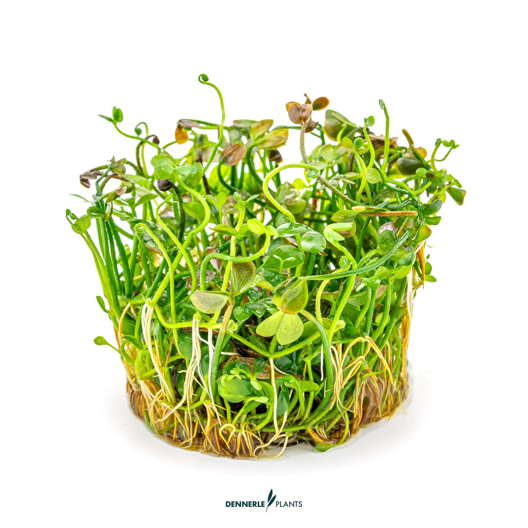 Dennerle Plants Marsilea Hirsuta In-Vitro (Plantit!) - 3