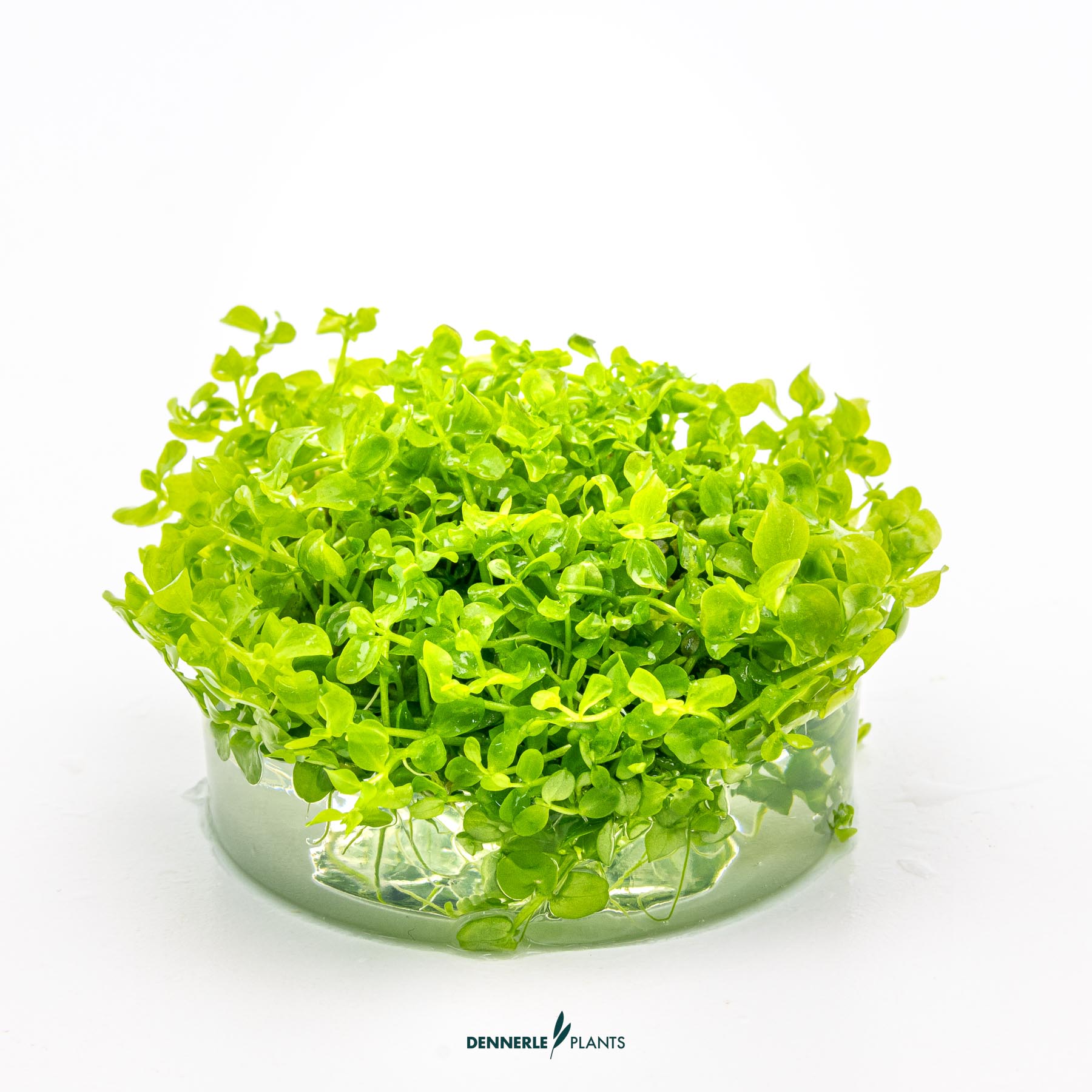 Dennerle Plants Micranthemum Tweediei 'Montecarlo' In-Vitro (Plantit!) - 3