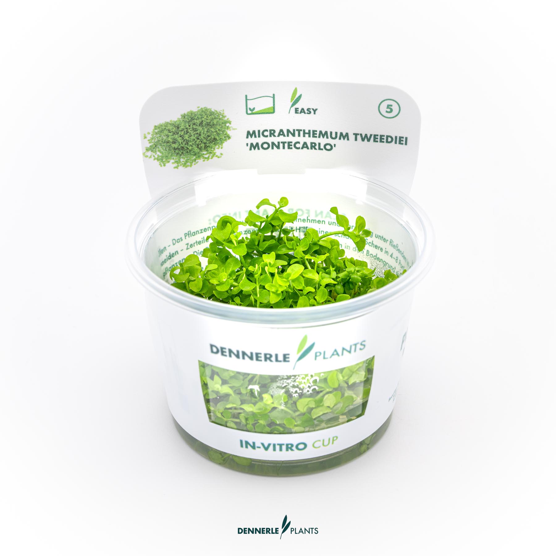 Dennerle Plants Micranthemum Tweediei 'Montecarlo' In-Vitro (Plantit!)