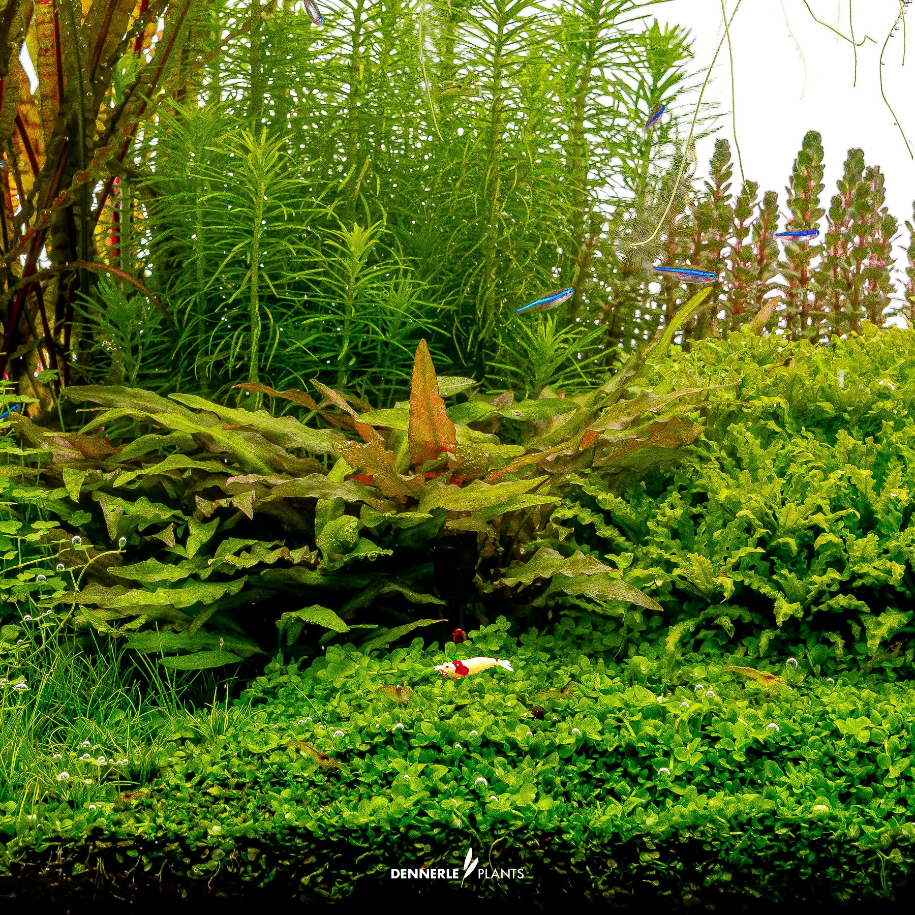 Dennerle Plants Micranthemum Tweediei 'Montecarlo' In-Vitro (Plantit!) - 4