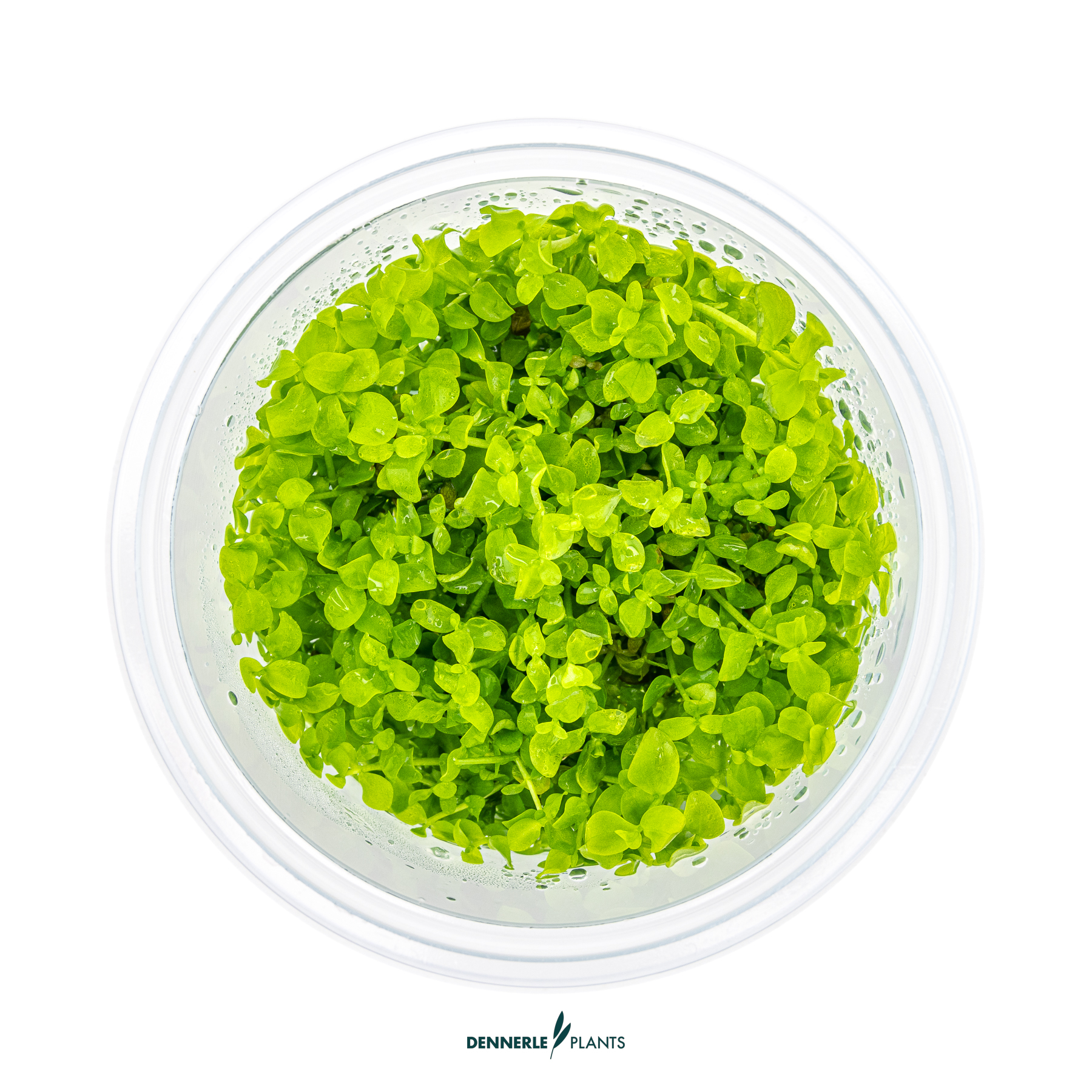 Dennerle Plants Micranthemum Tweediei 'Montecarlo' In-Vitro (Plantit!) - 2