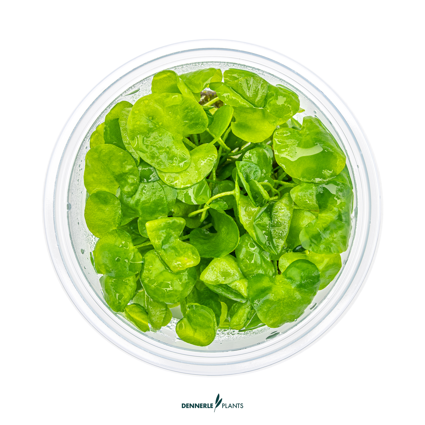 Dennerle Plants Nymphoides Sp. 'Taiwan' In-Vitro (Plantit!) - 2