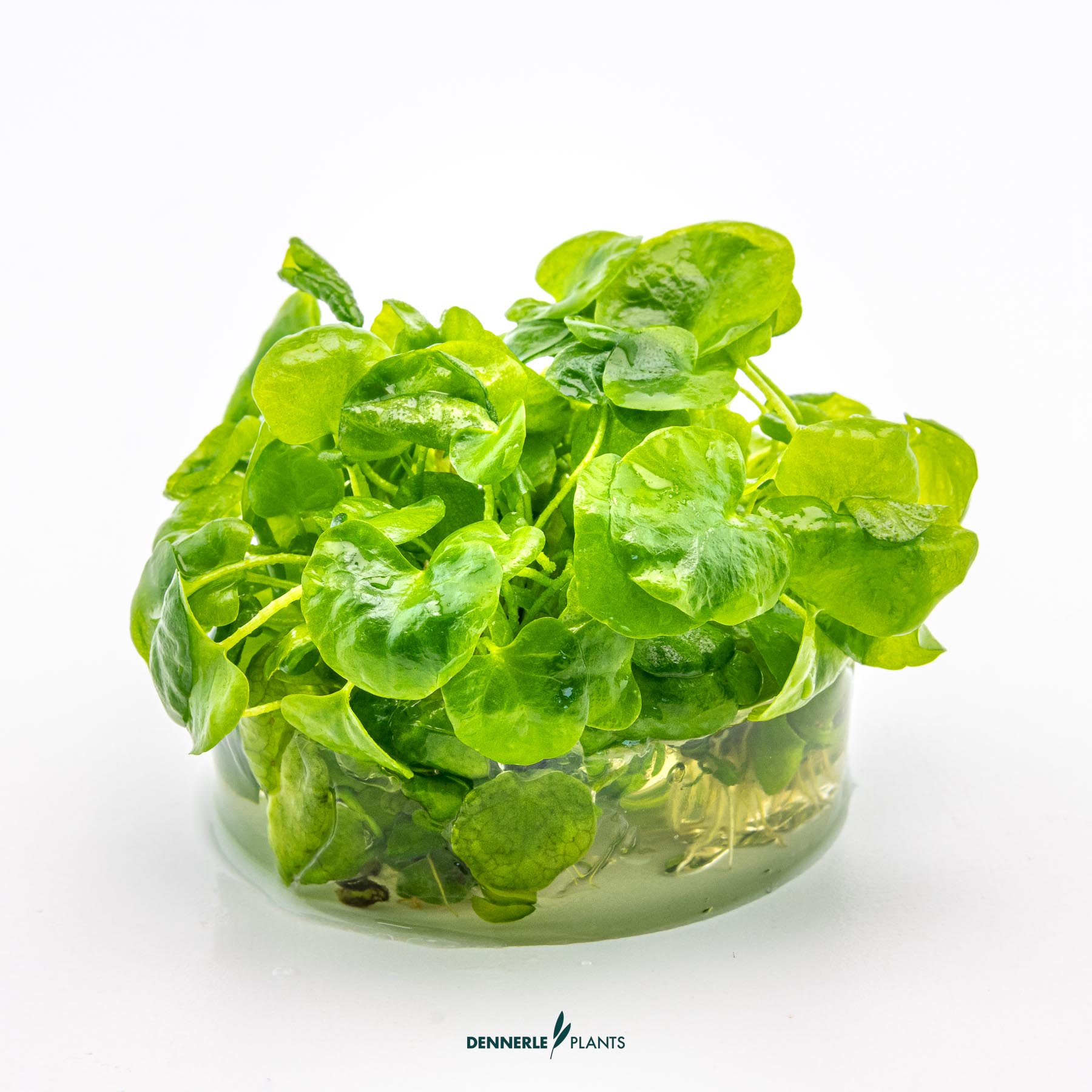 Dennerle Plants Nymphoides Sp. 'Taiwan' In-Vitro (Plantit!) - 3