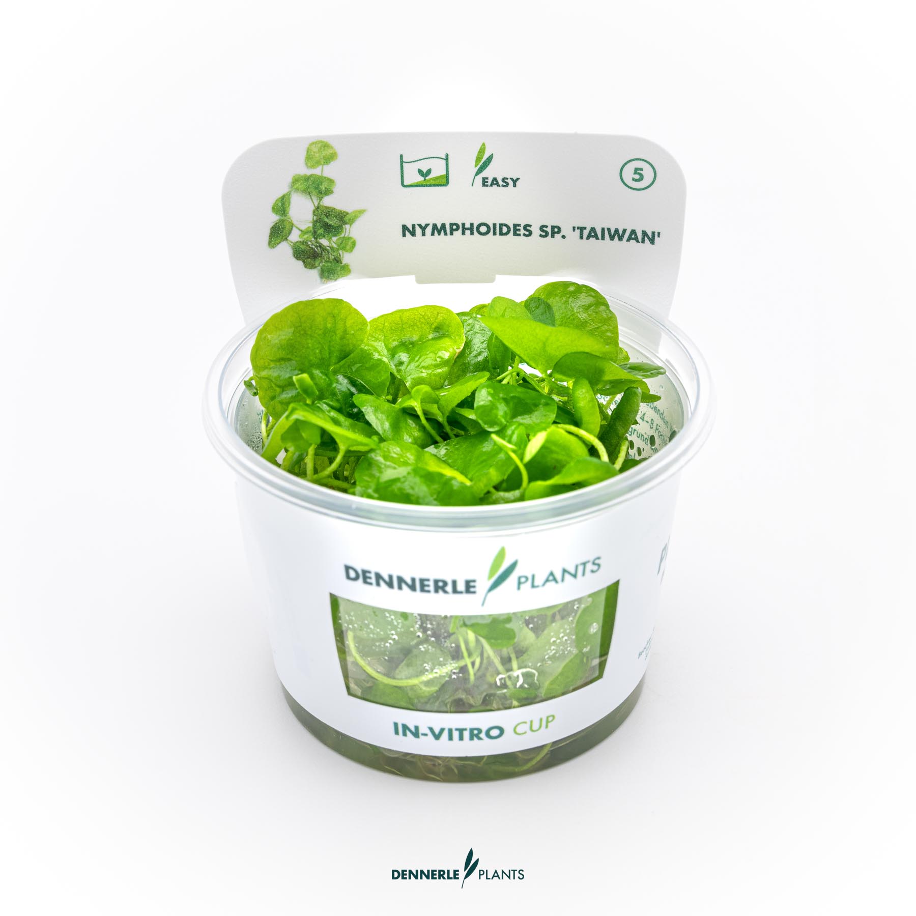 Dennerle Plants Nymphoides Sp. 'Taiwan' In-Vitro (Plantit!)