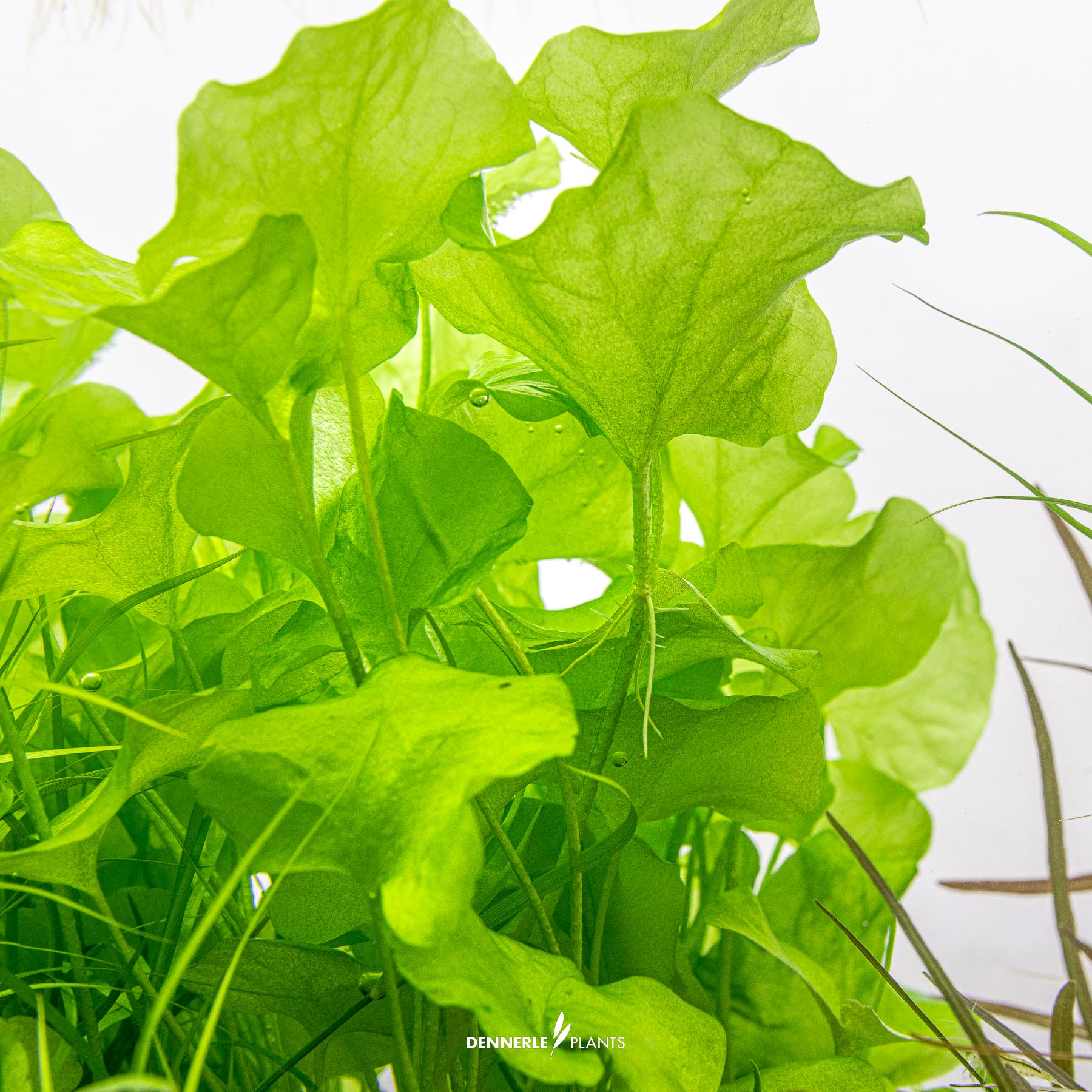 Dennerle Plants Nymphoides Sp. 'Taiwan' In-Vitro (Plantit!) - 4