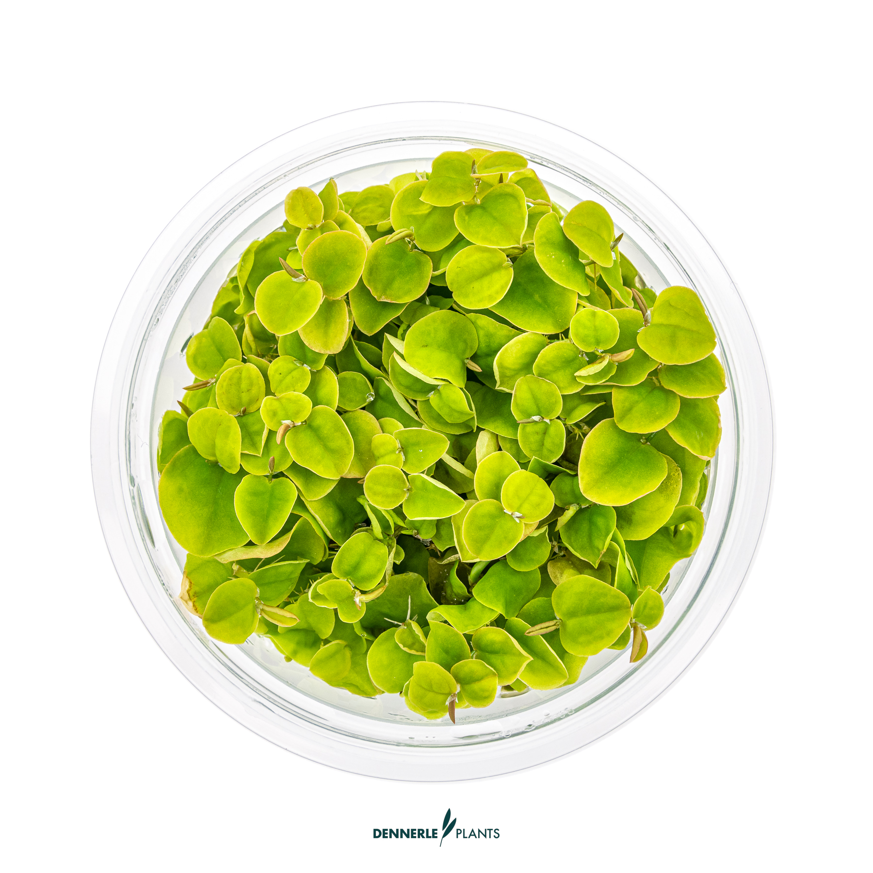 Dennerle Plants Phyllanthus Fluitans In-Vitro (Plantit!) - 2