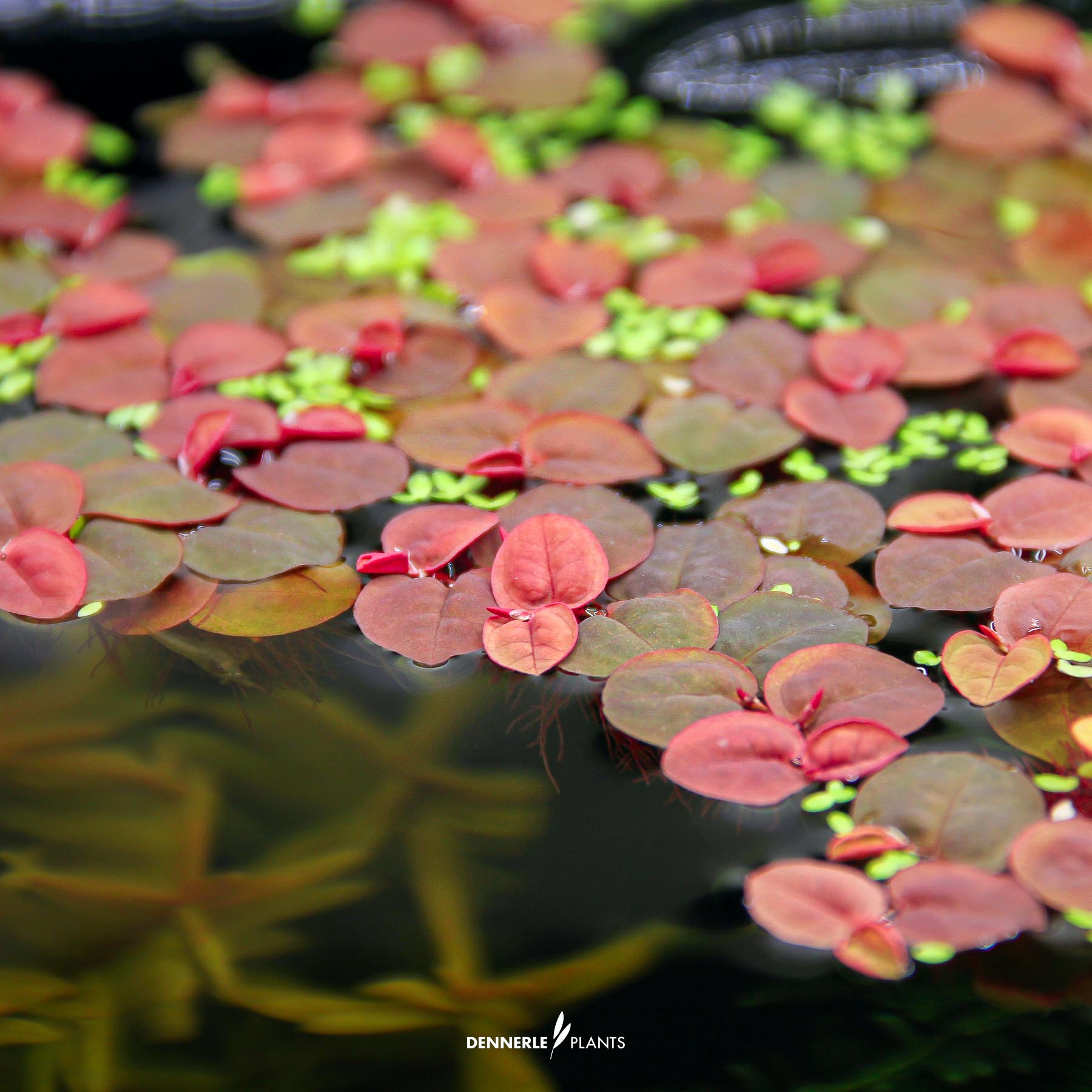 Dennerle Plants Phyllanthus Fluitans In-Vitro (Plantit!) - 4