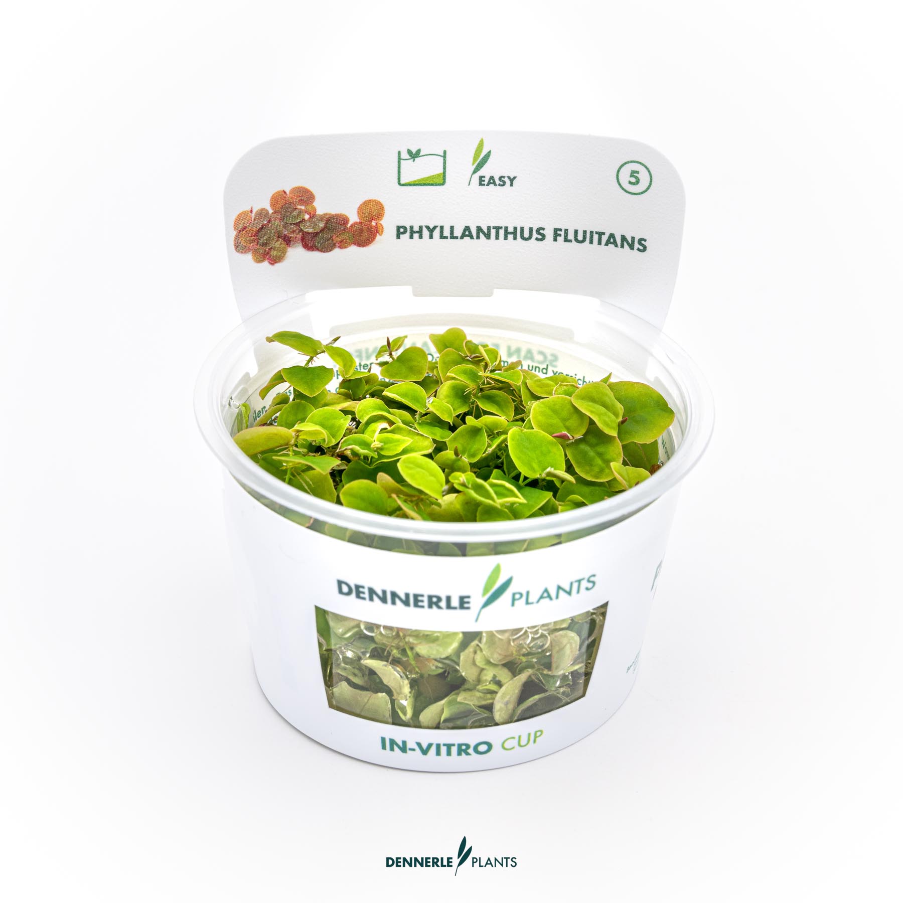 Dennerle Plants Phyllanthus Fluitans In-Vitro (Plantit!)