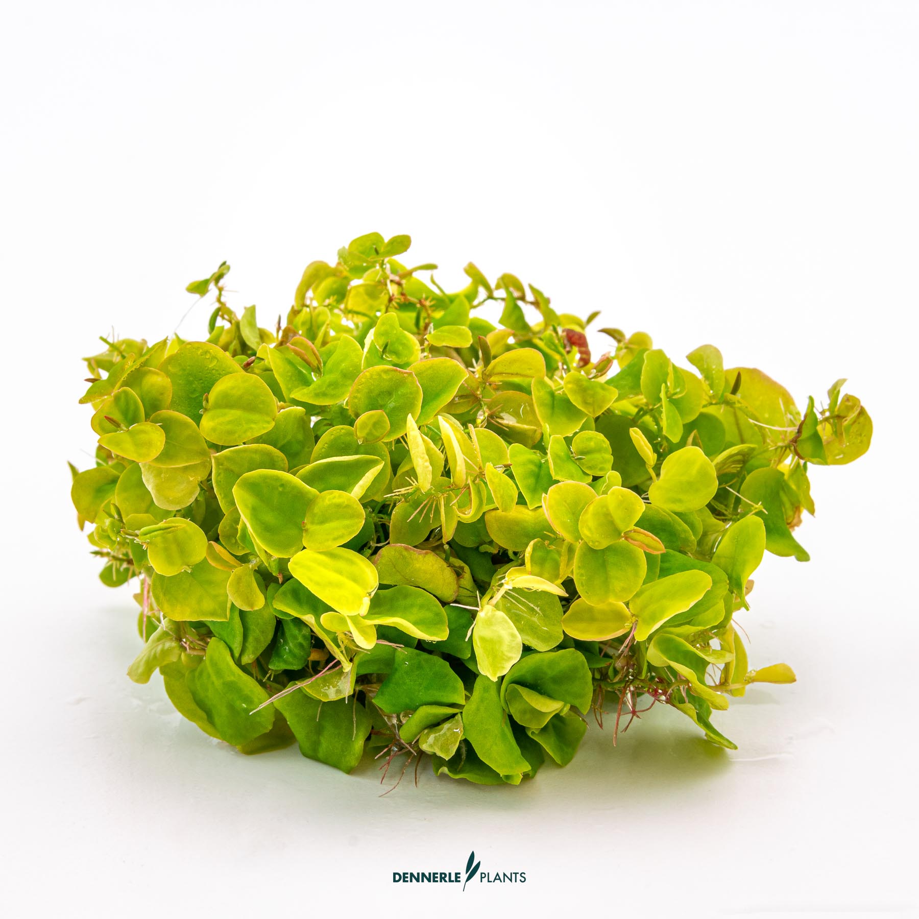 Dennerle Plants Phyllanthus Fluitans In-Vitro (Plantit!) - 3
