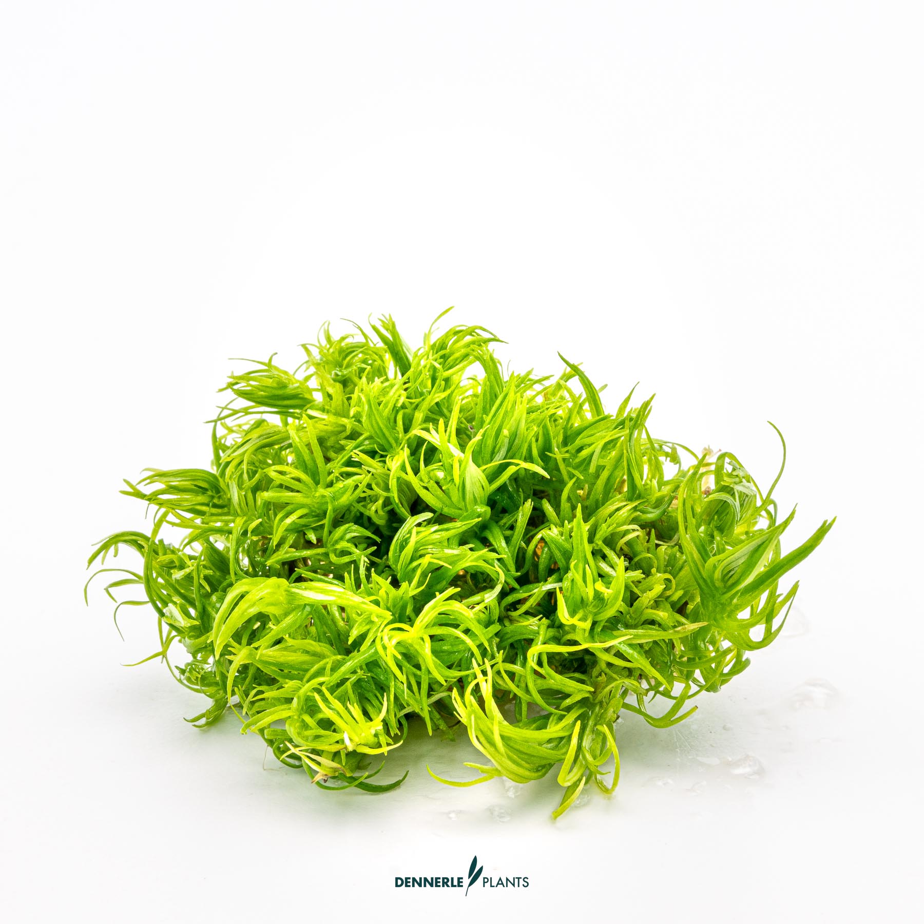 Dennerle Plants Pogostemon Deccanensis In-Vitro (Plantit!) - 3